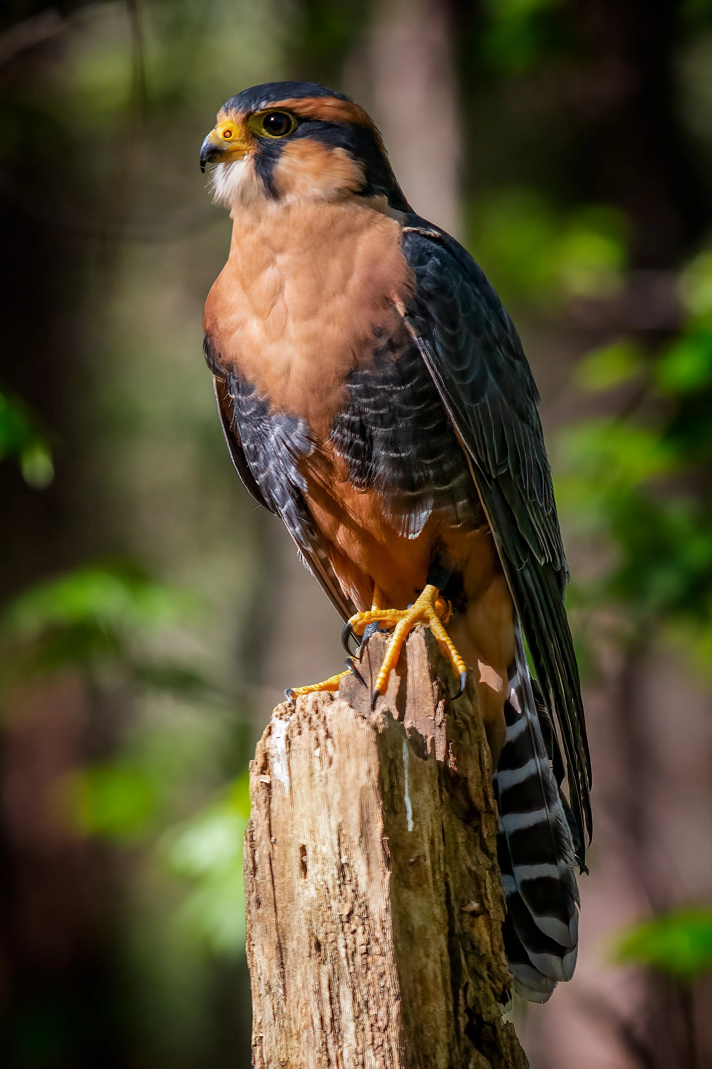 Falcon