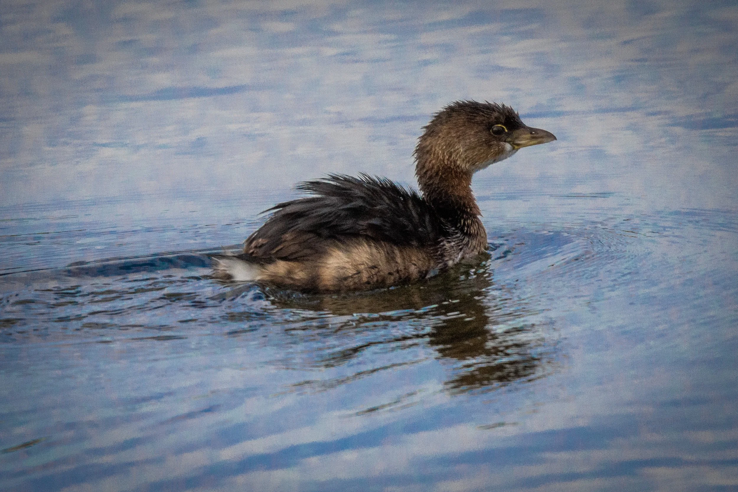 21 Pied-Billed Grebe