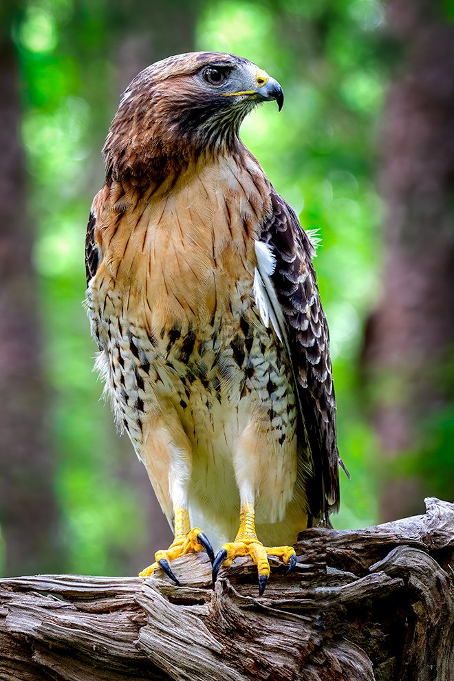 Red Shouldered Hawk