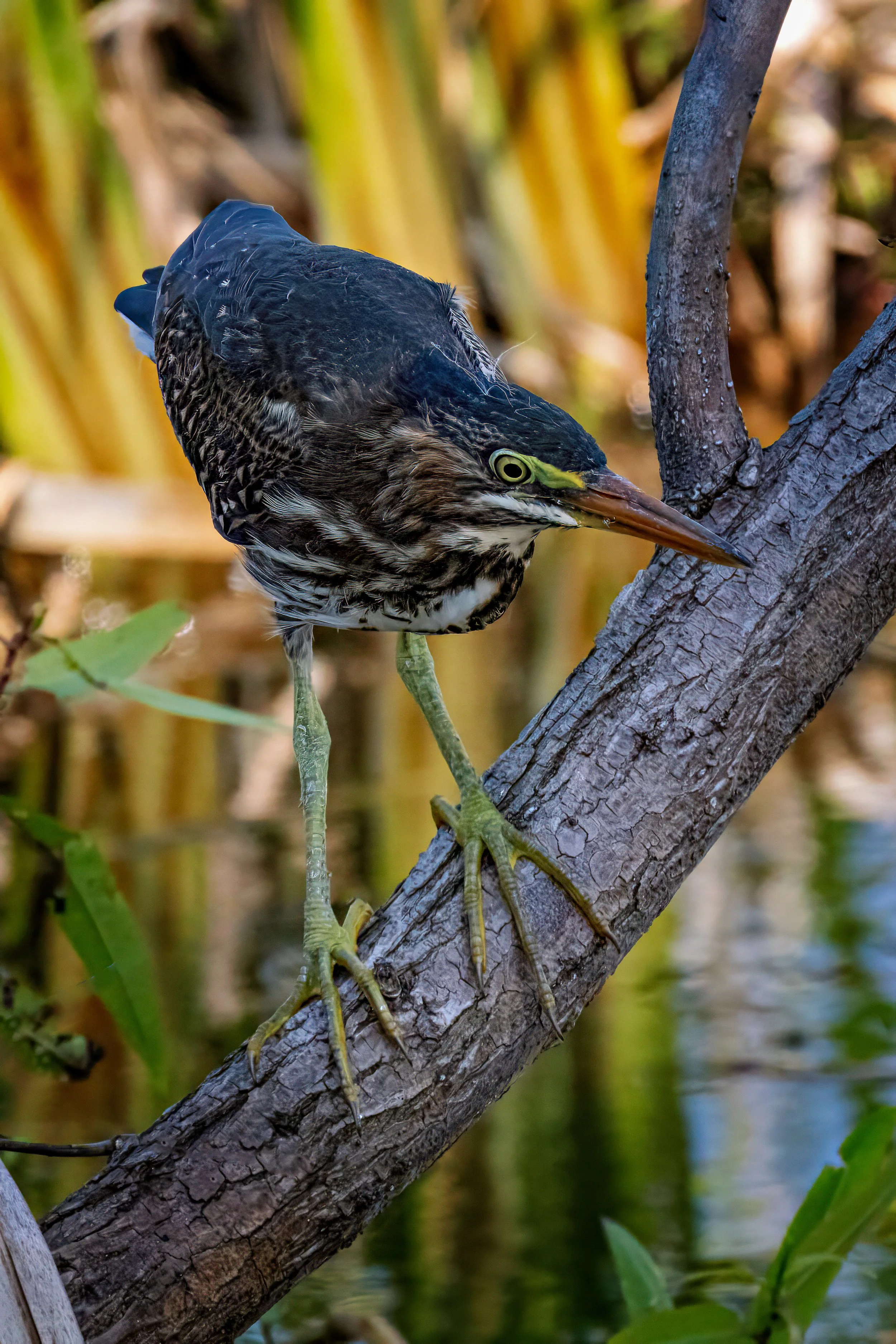 Juvenal Green Heron