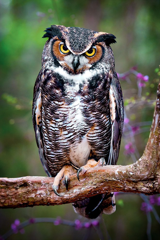 Great Horned Owl