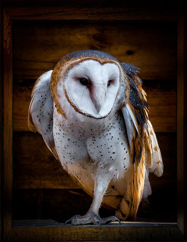 American Barn Owl