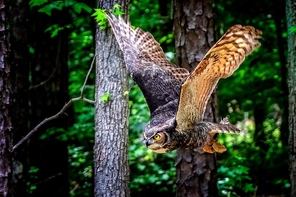 Great Horned Owl