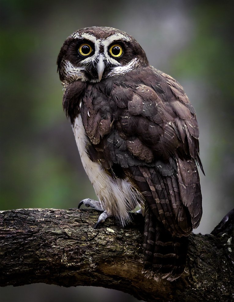 Spectacled Owl