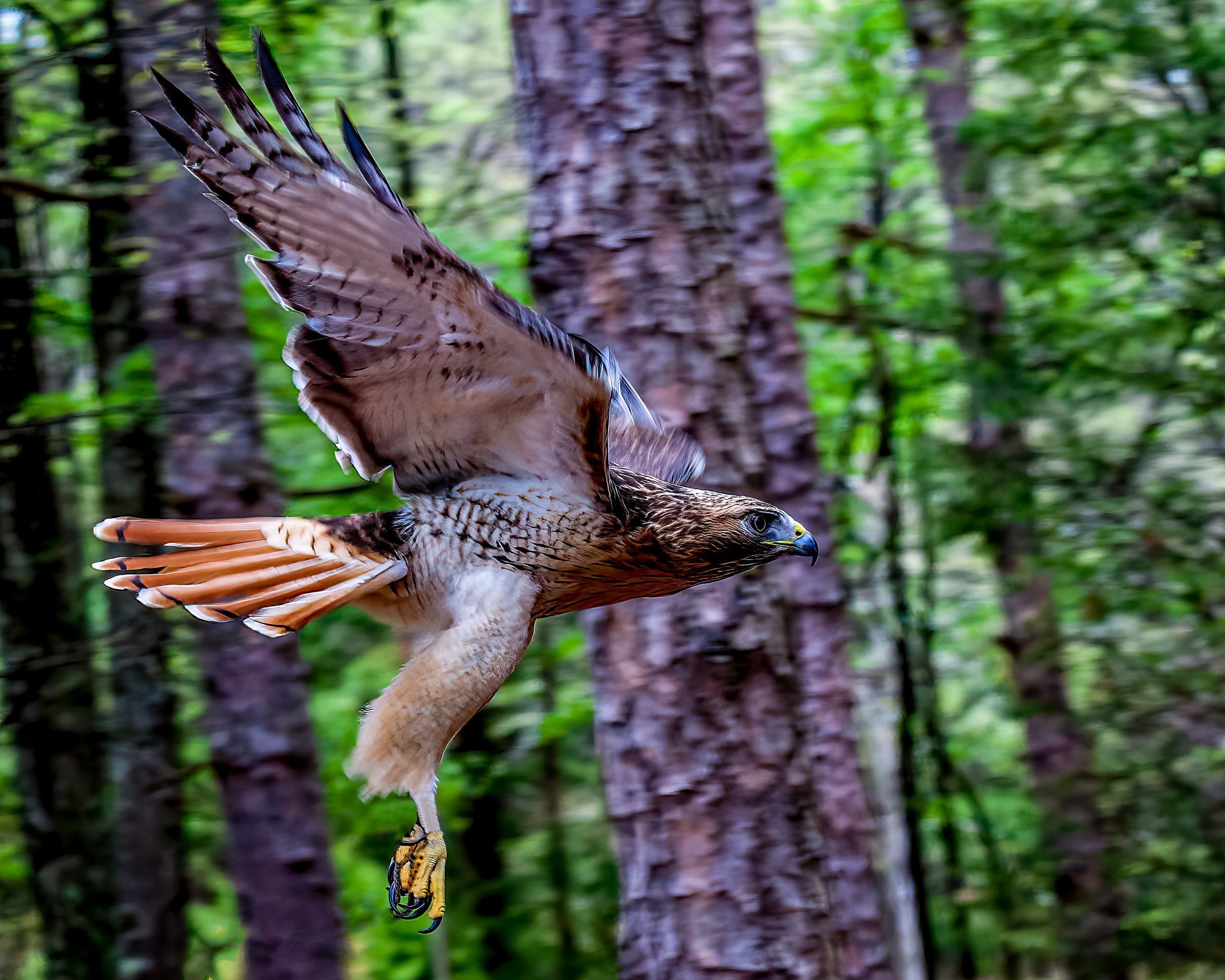 Red Tailed Hawk