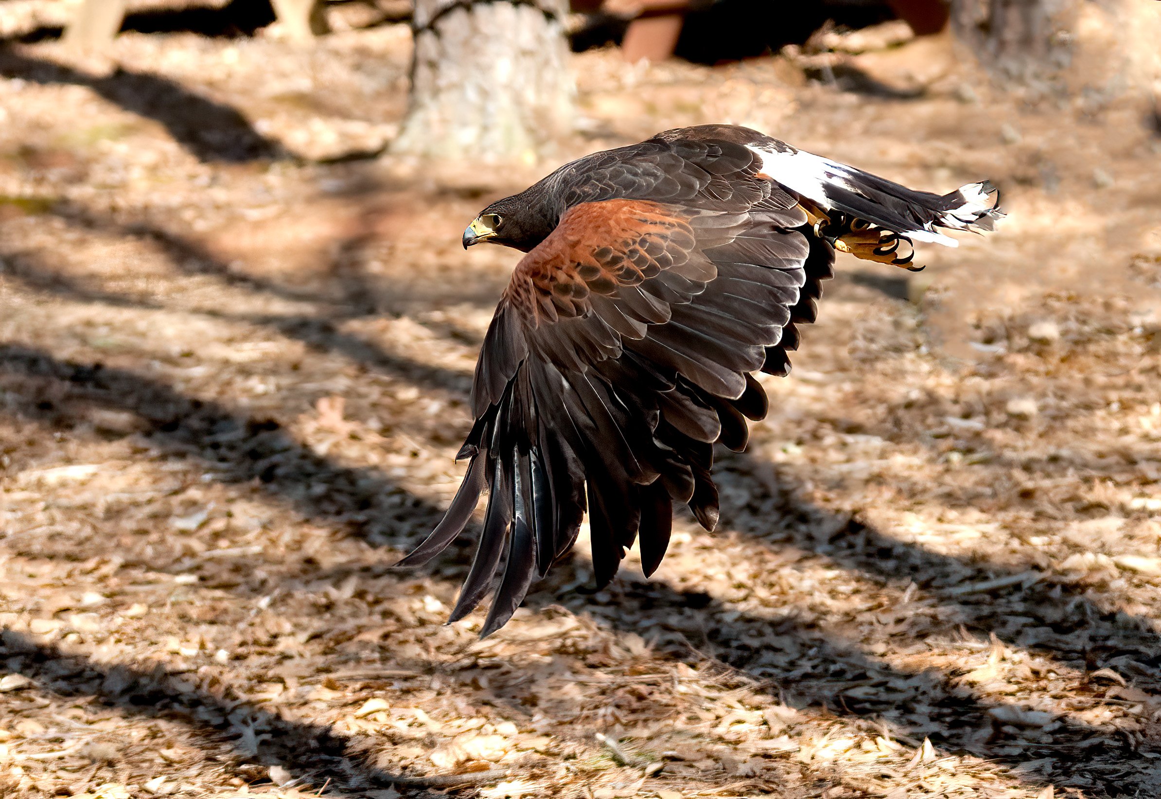 Harris's Hawk