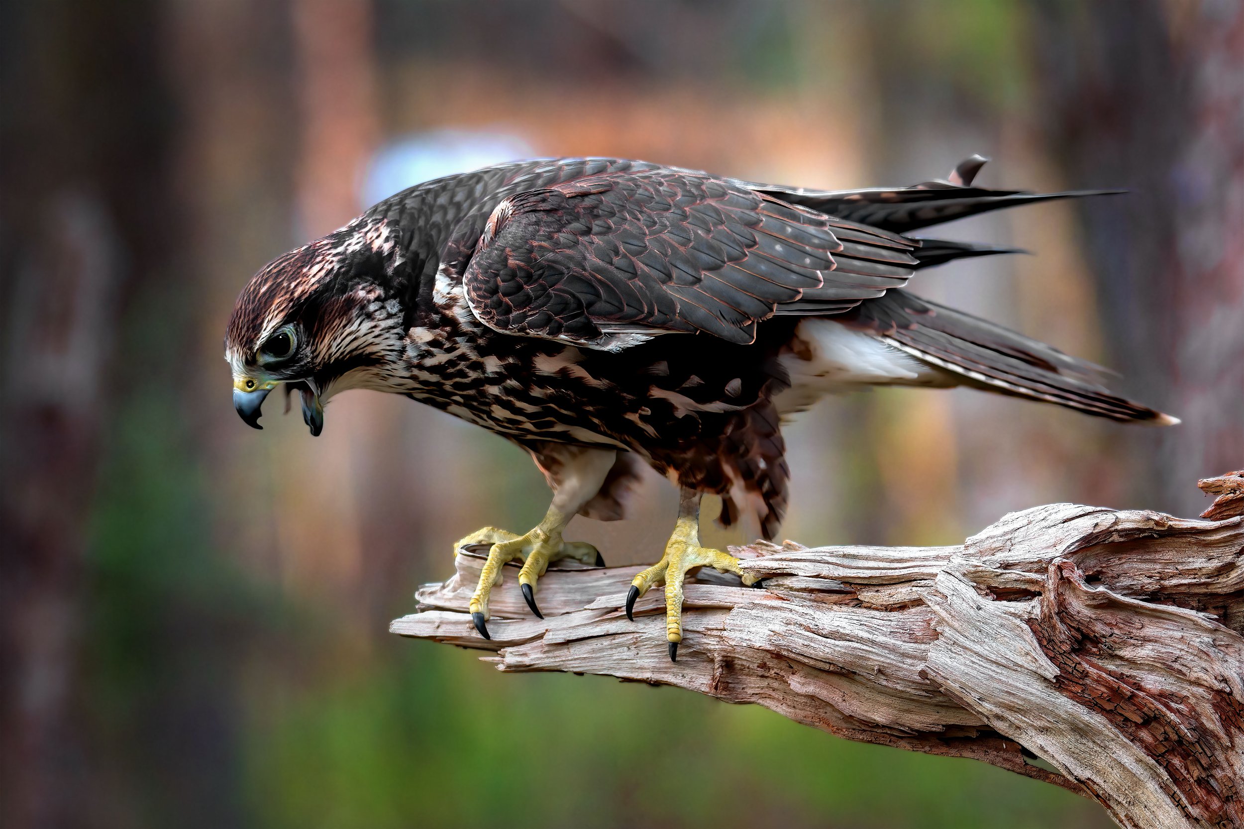 Shaker Falcon