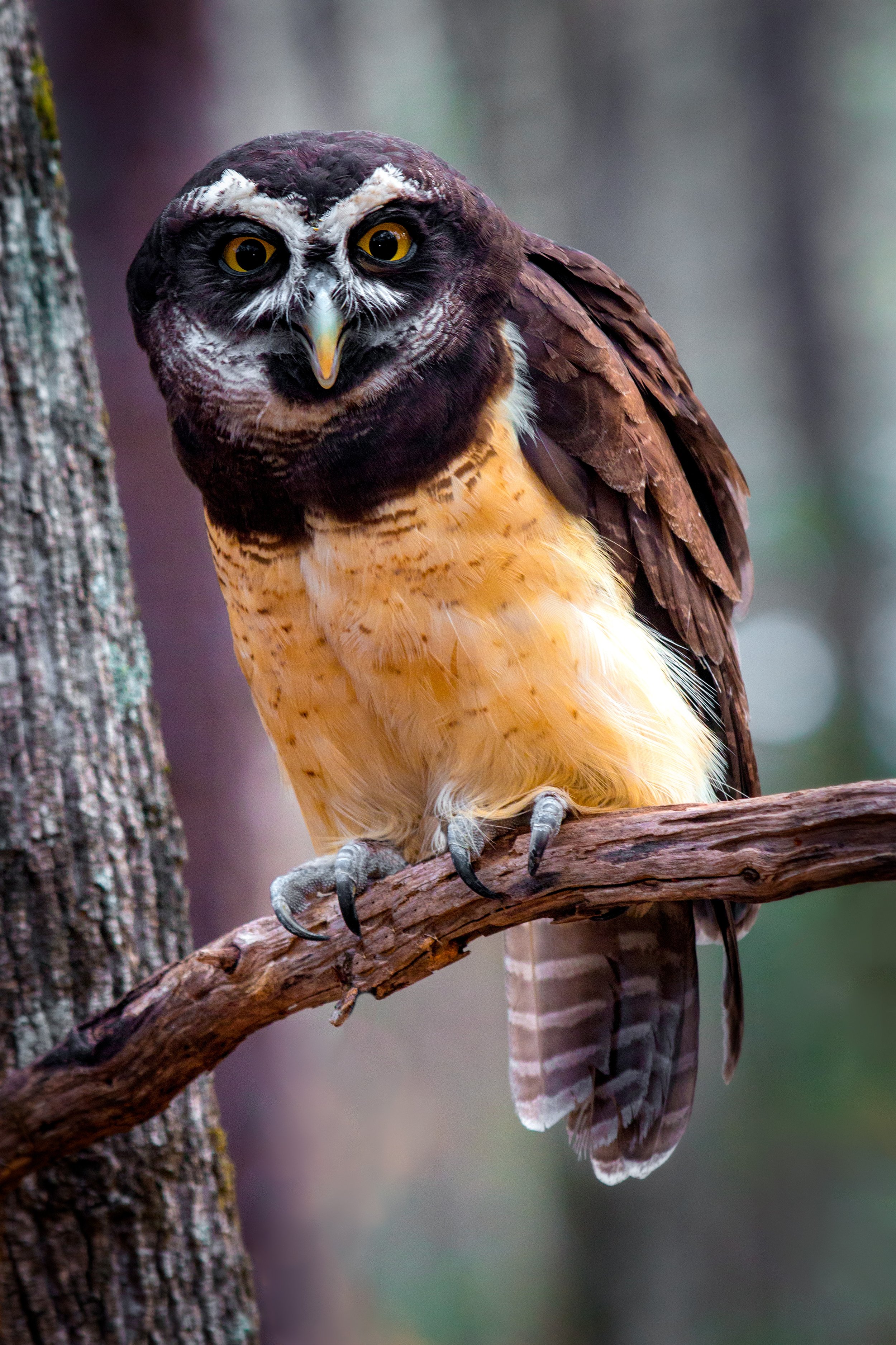Spectacled Owl