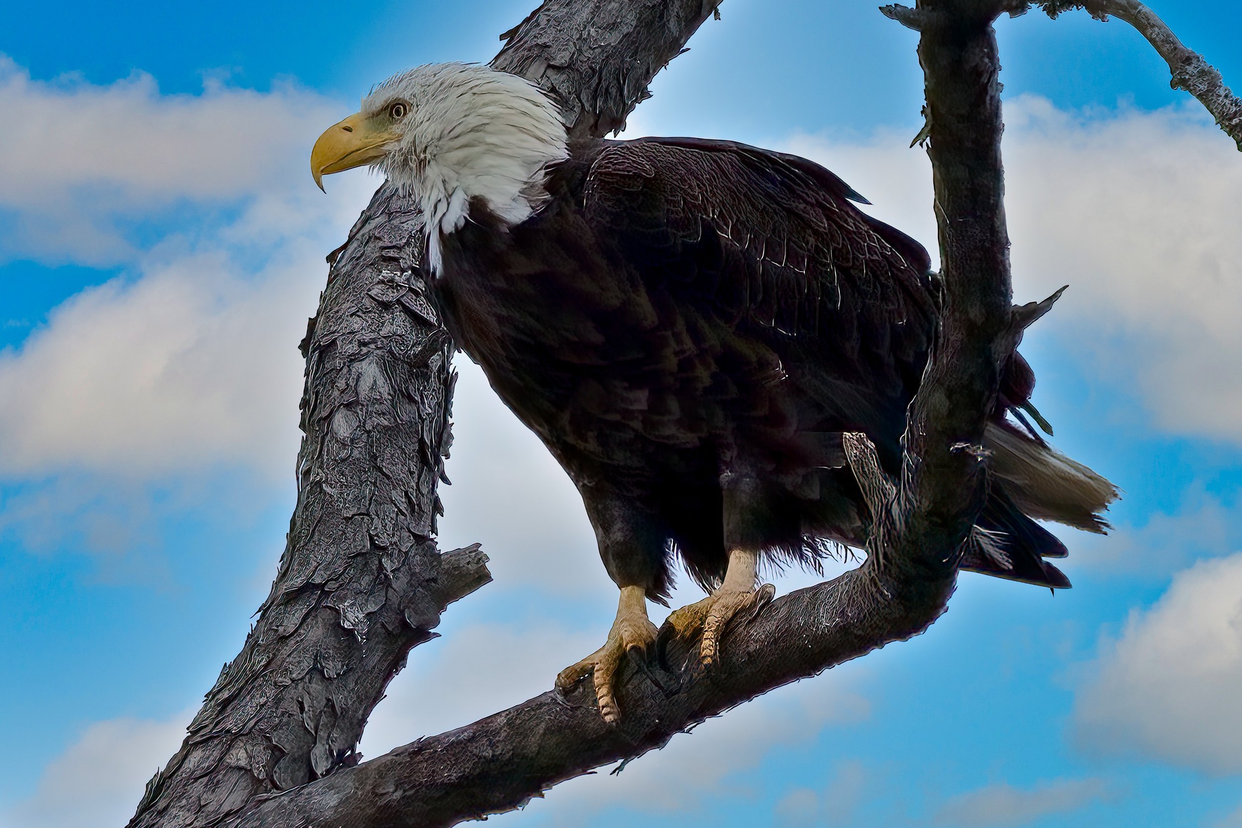Bald Eagle