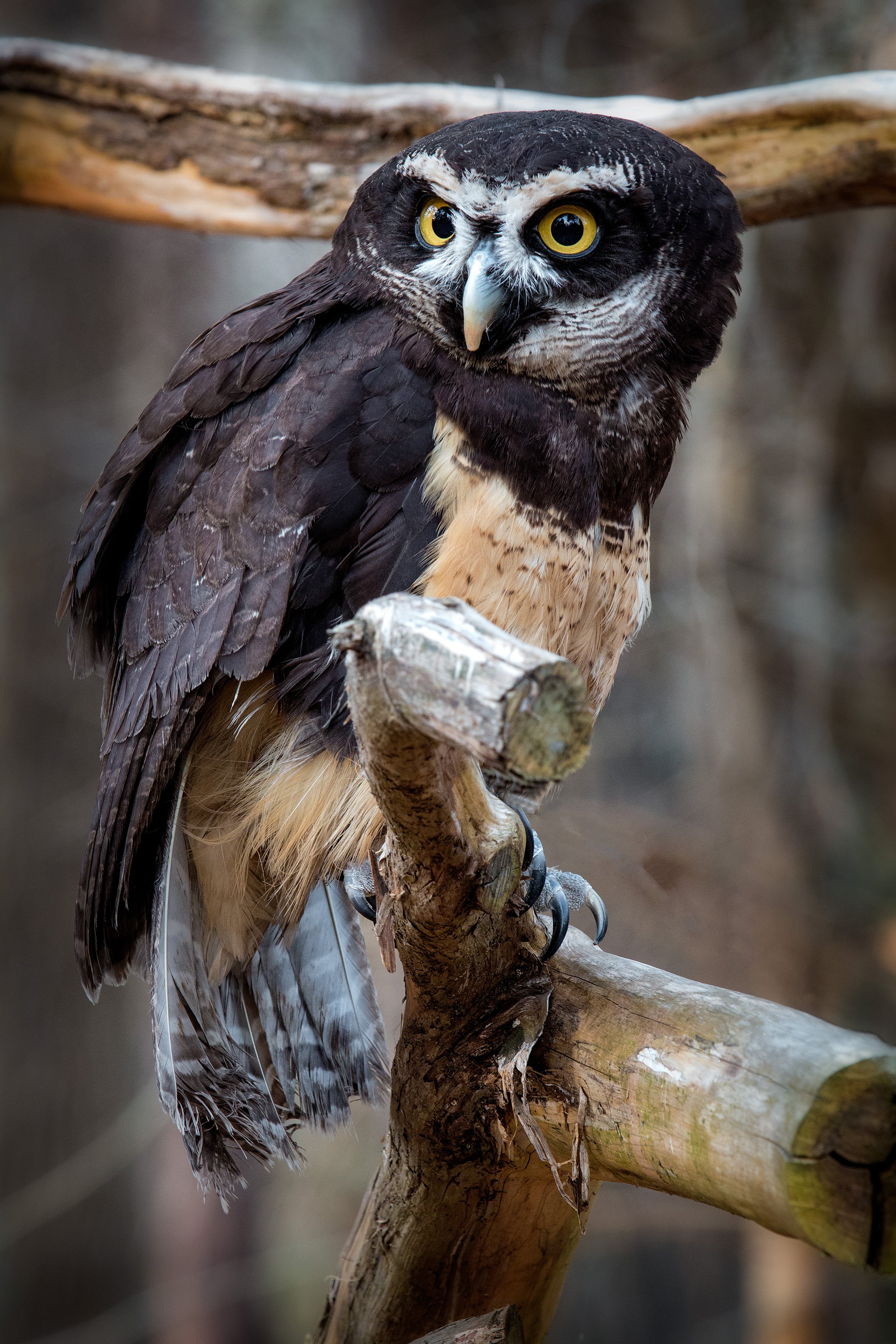 Spectacled Owl