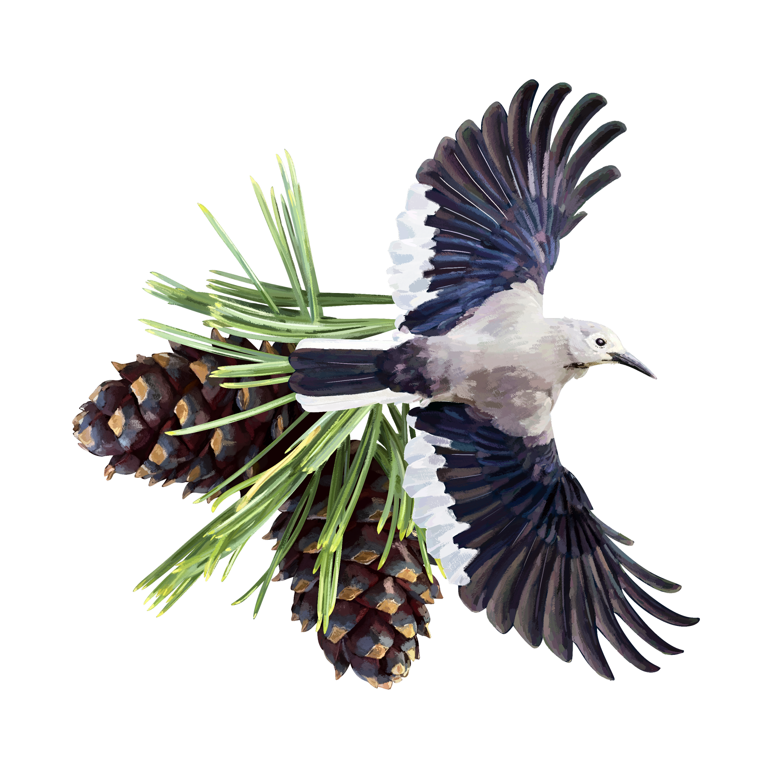 Clark's_Nutcracker 2.png