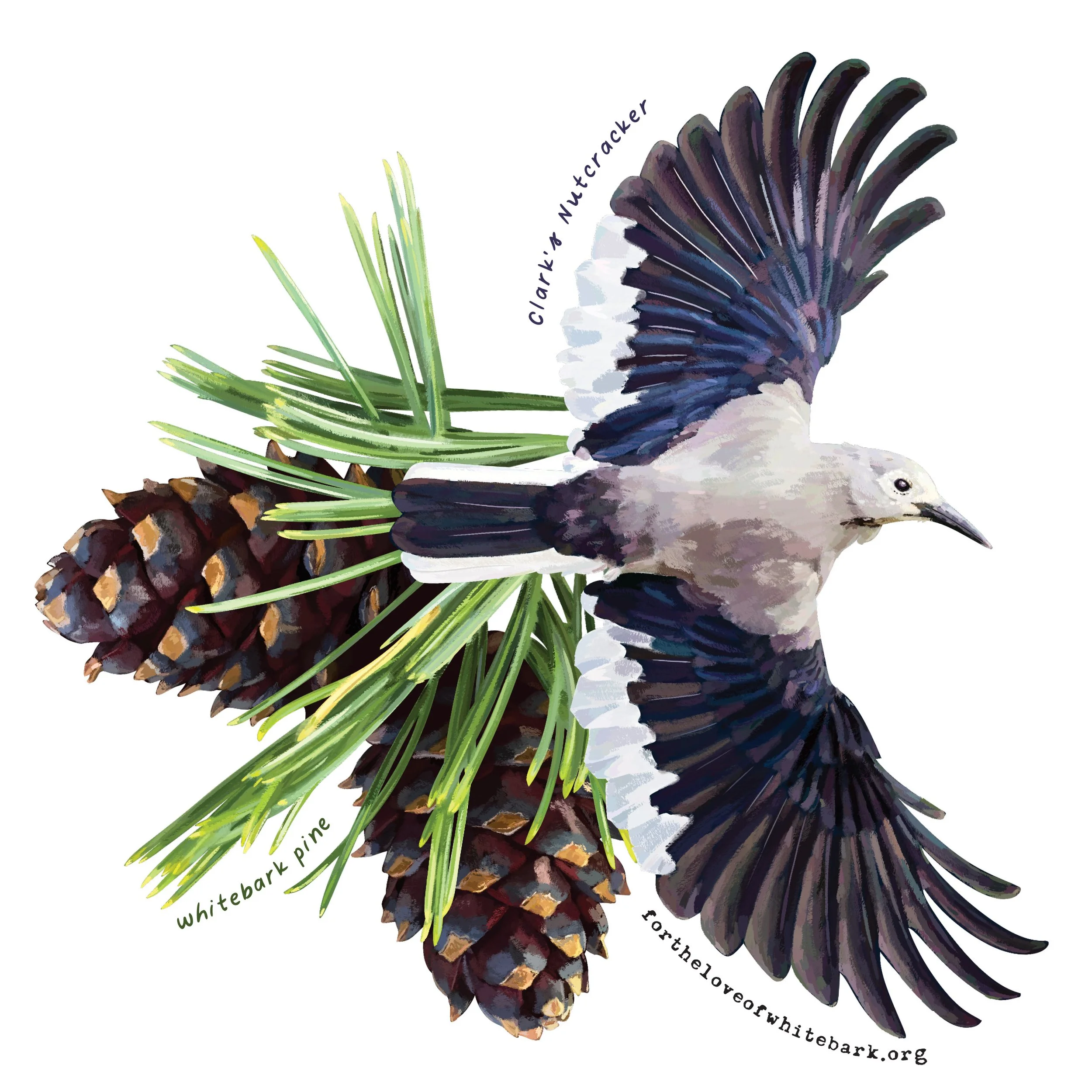 Whitebark Sticker.jpg