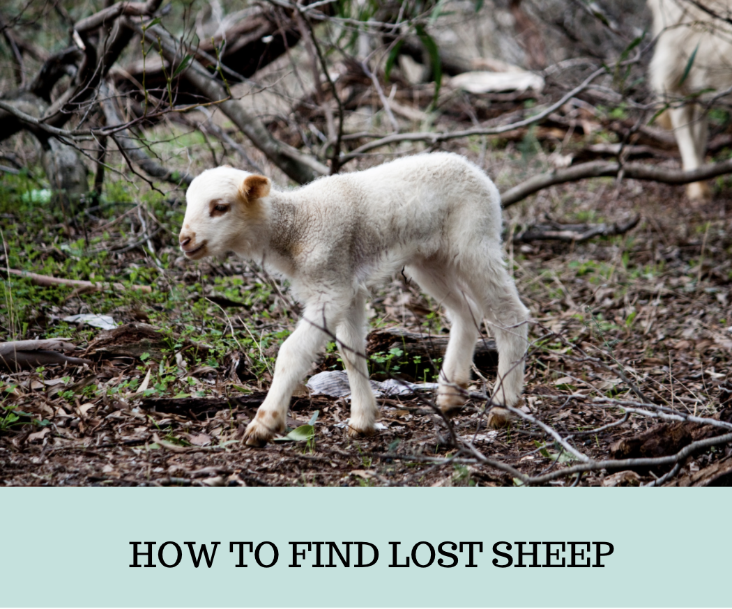 How to Find Lost Sheep