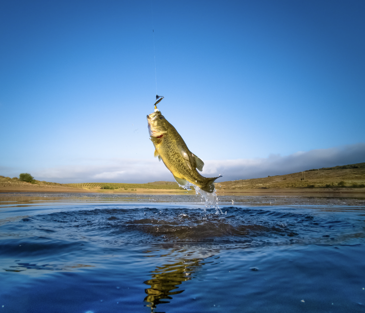 The Fish Were Jumping in the Boat!