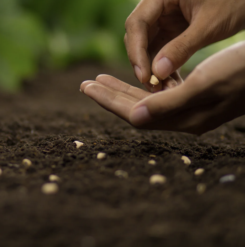 Hearing and the Parable of the Sower and the Seed