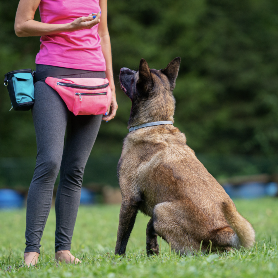 Pets, Children and the Lost