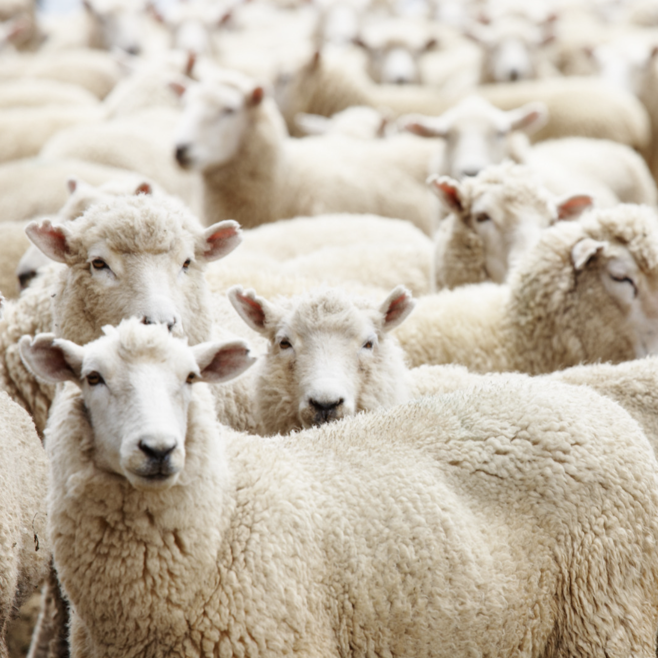 Sheep, Wolves, Snakes and Doves.