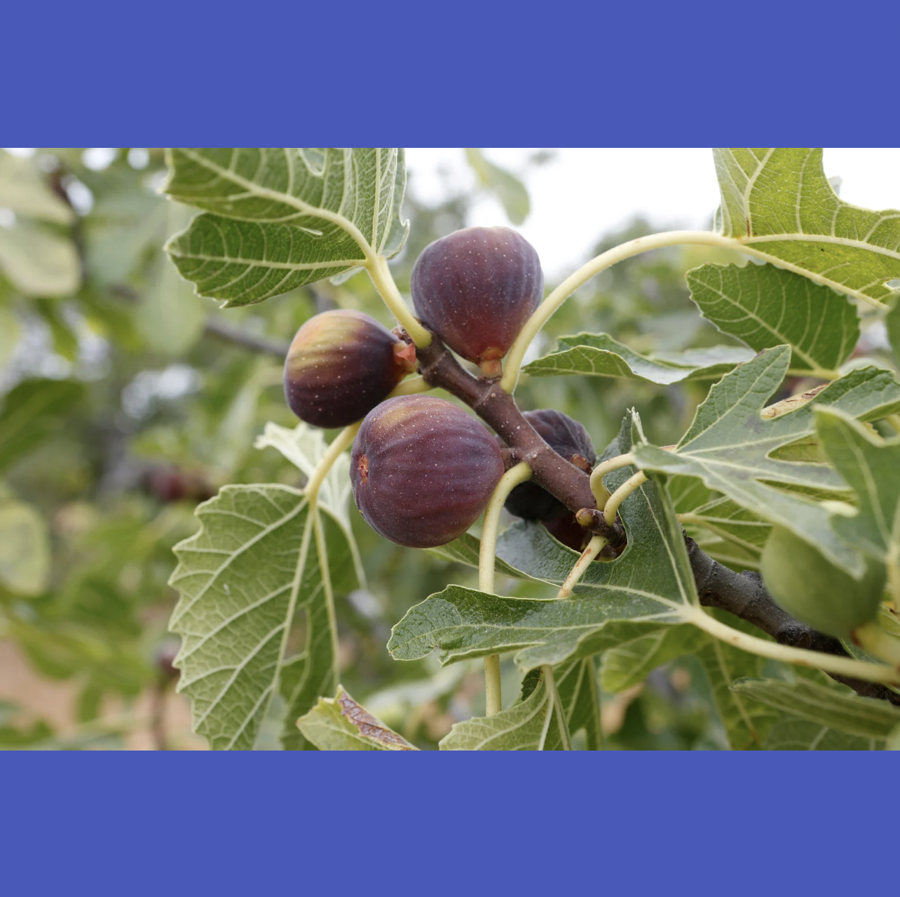 God Likes Figs