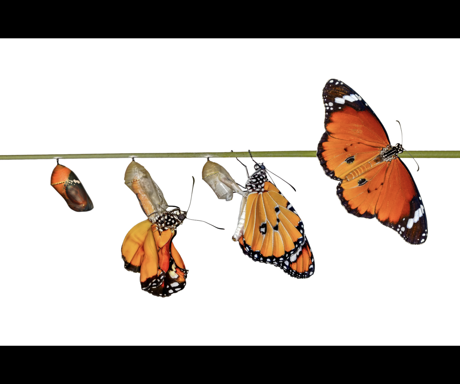 Caterpillars and Butterflies
