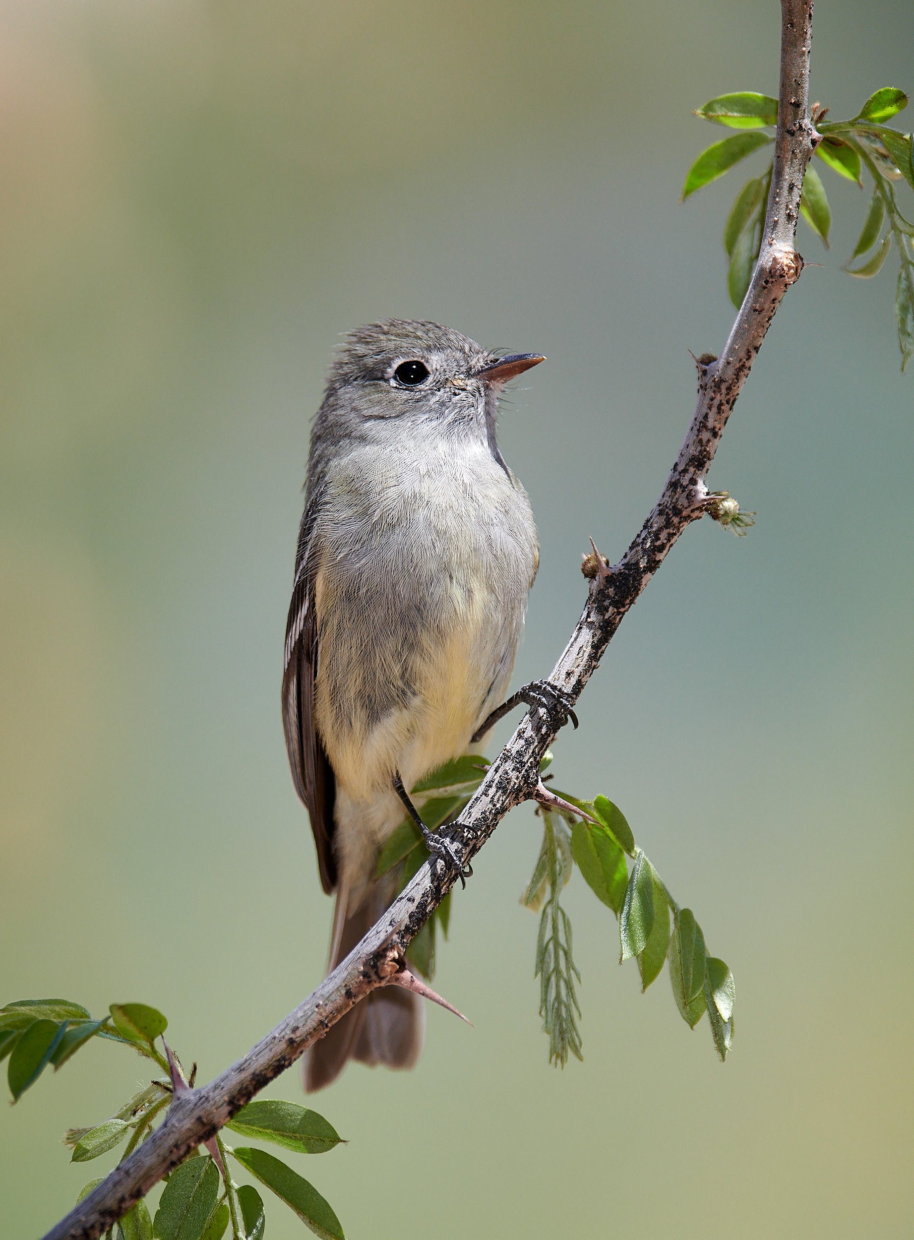 Empidonax spp. flycatcher