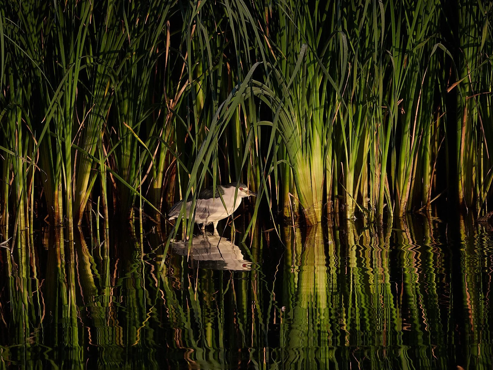 Black-crowned Nightheron