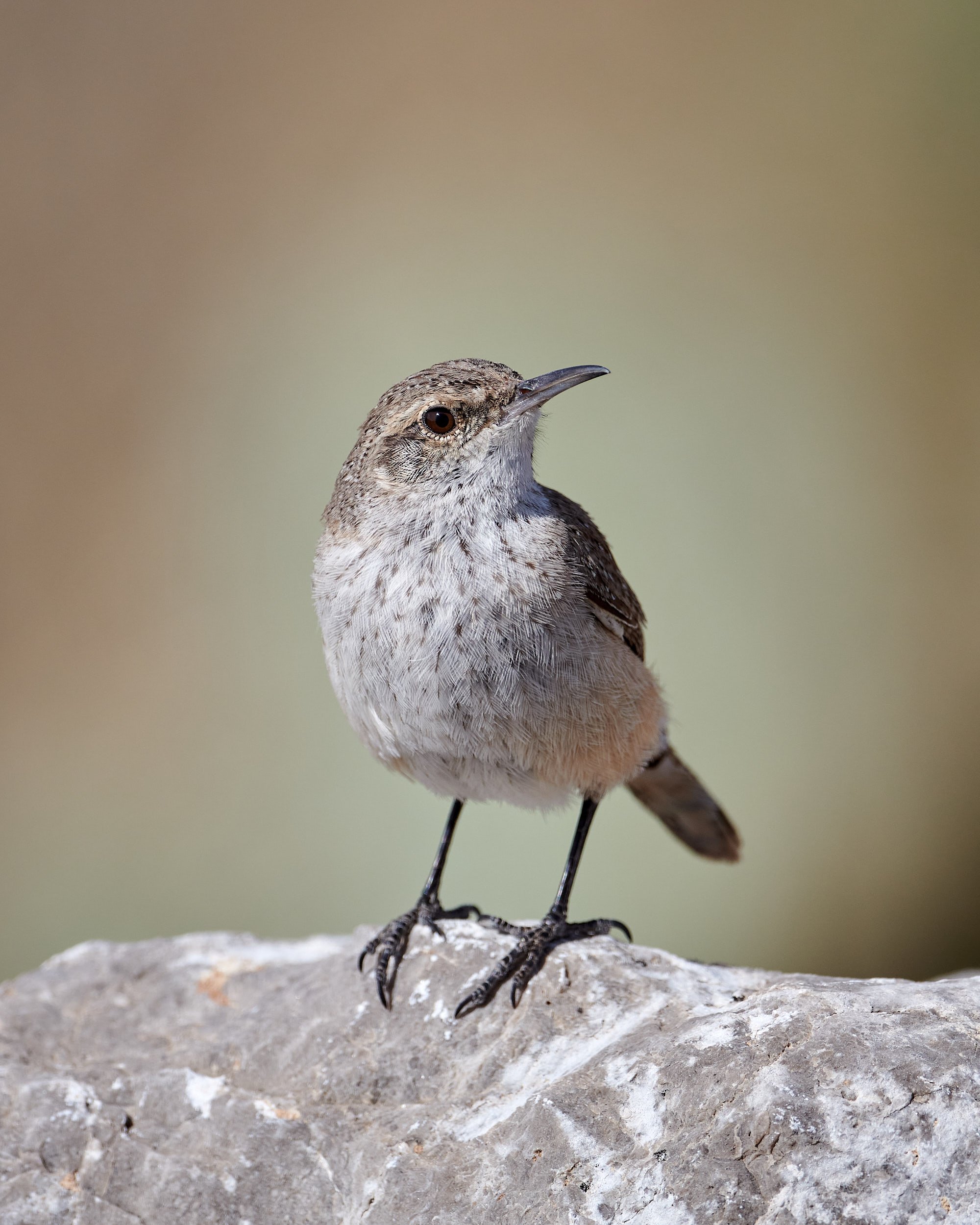Rock Wren