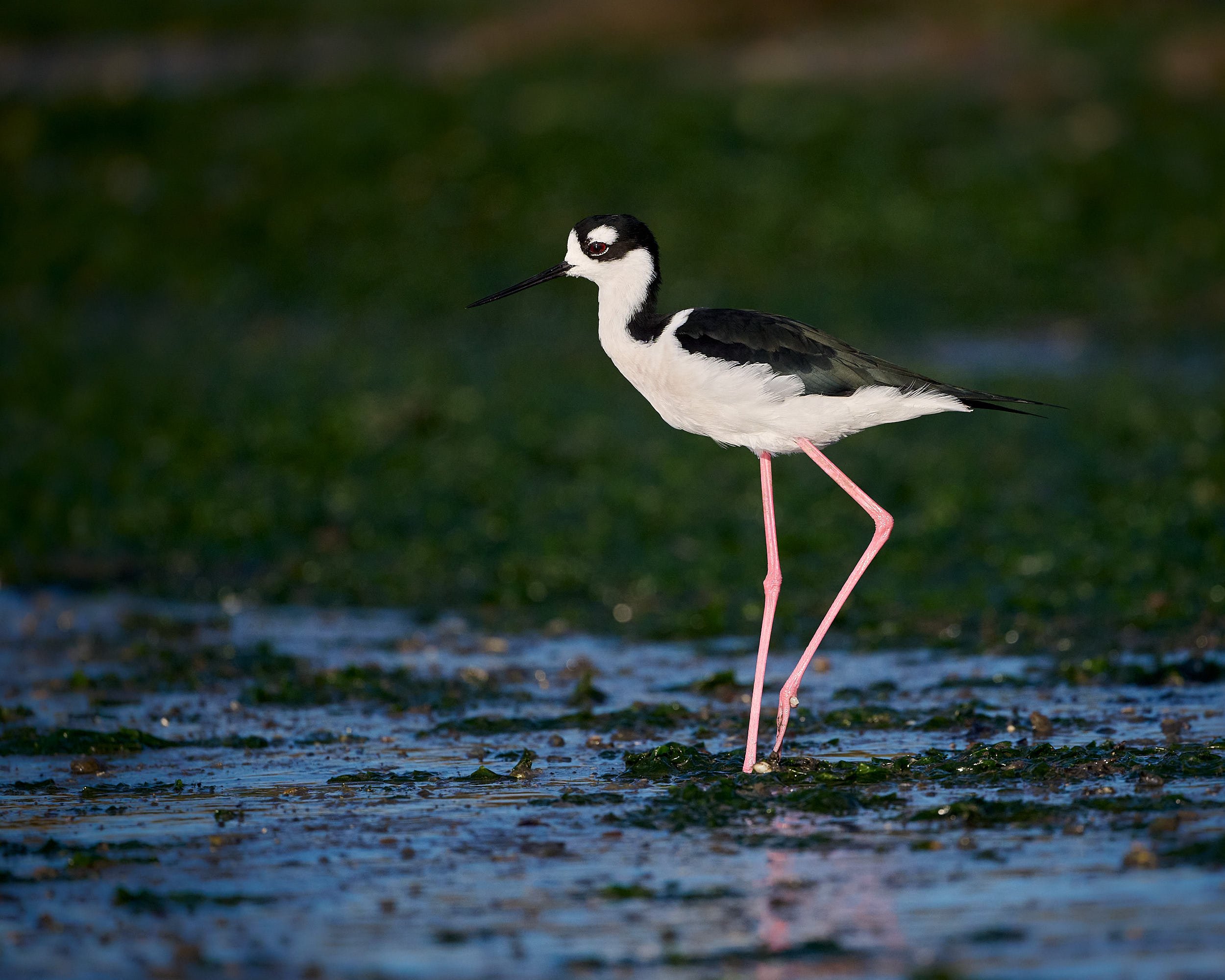 Black-necked Stilt