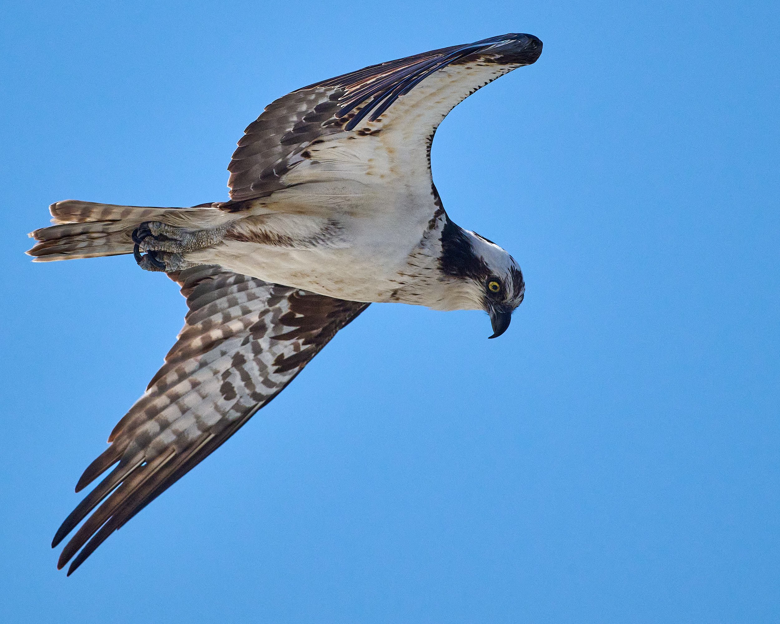 Osprey