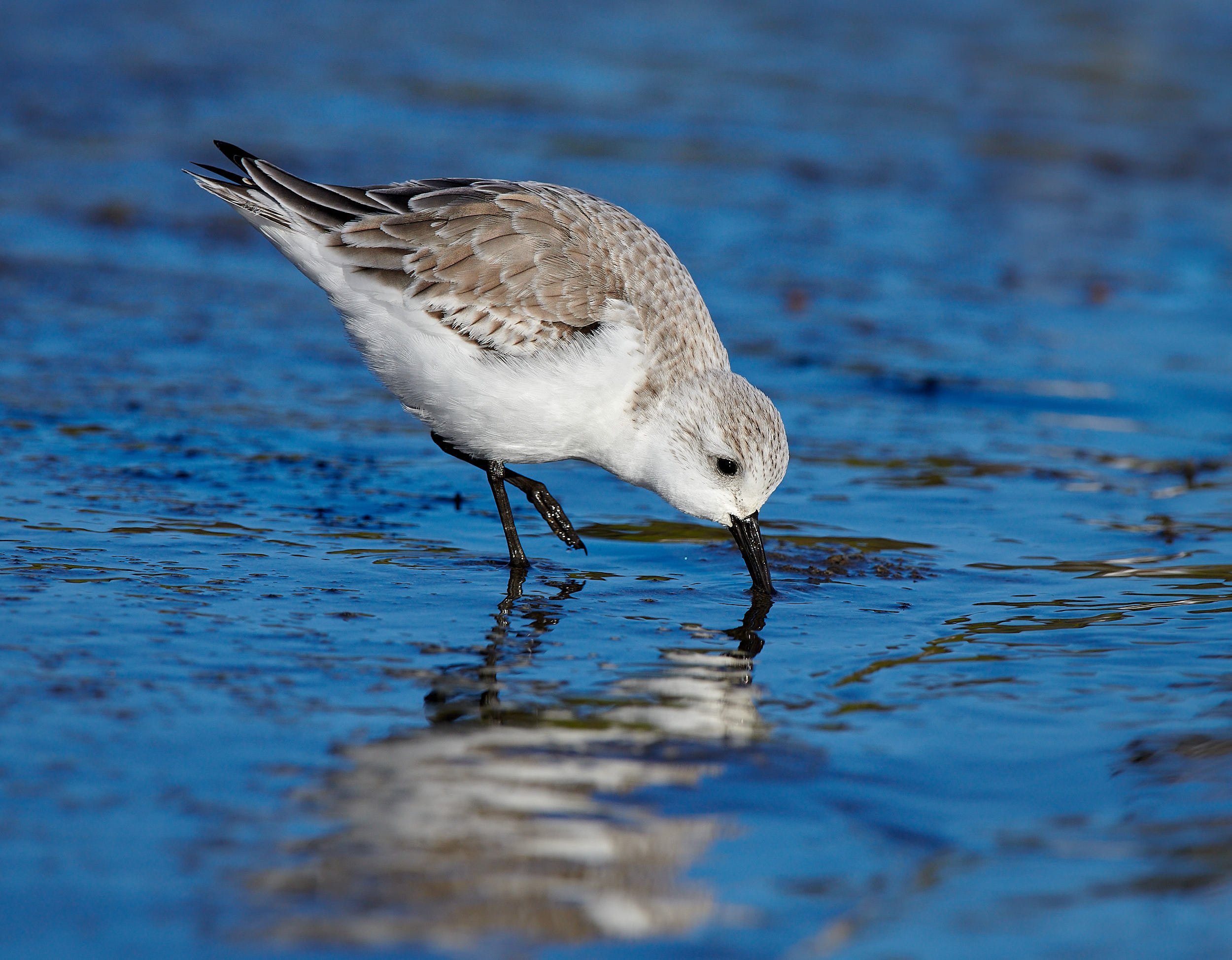 Sanderling