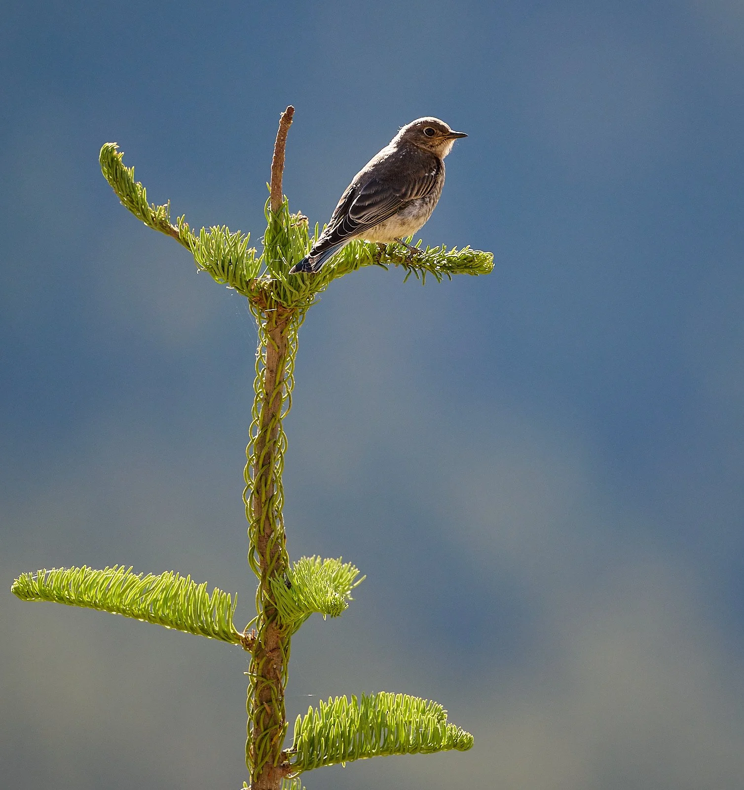 Mountain Bluebird, juvenile