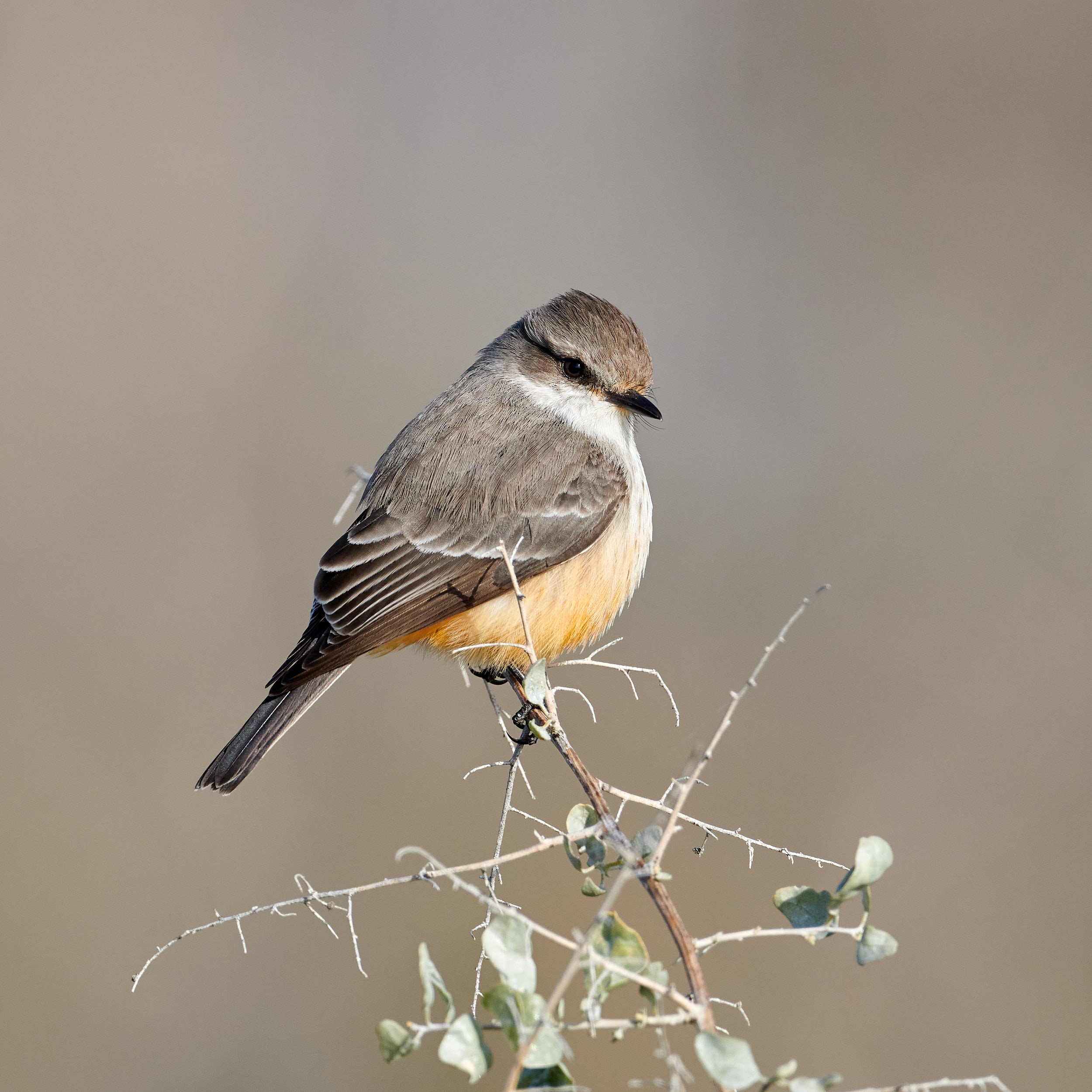 Say's Phoebe