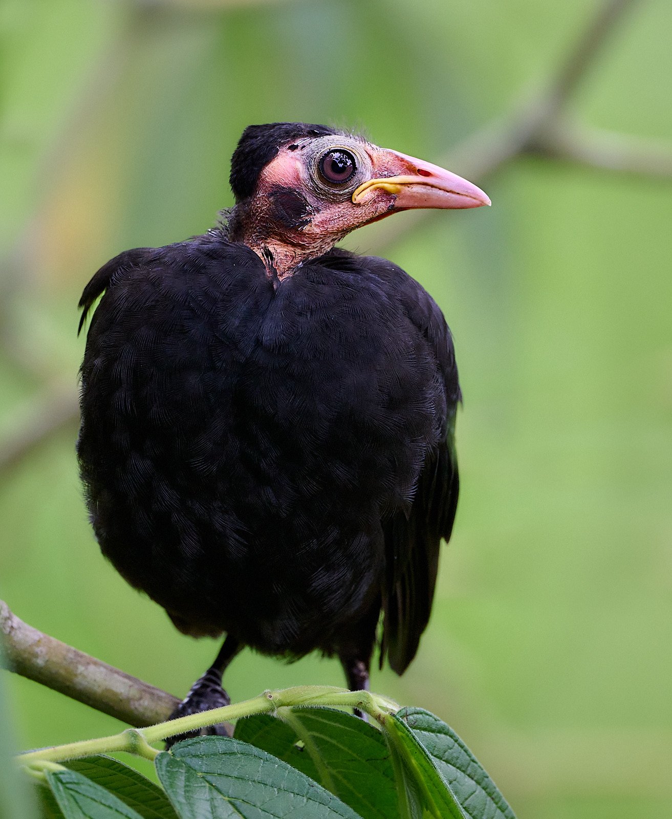 Yellow-rumped Cacique fledgling