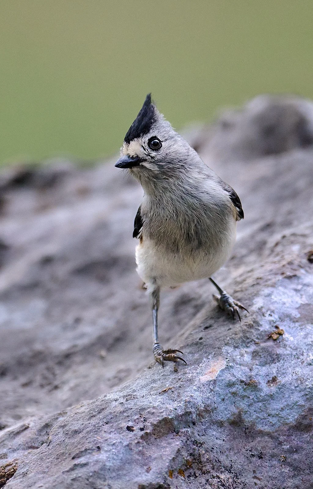 Black-crested Titmouse
