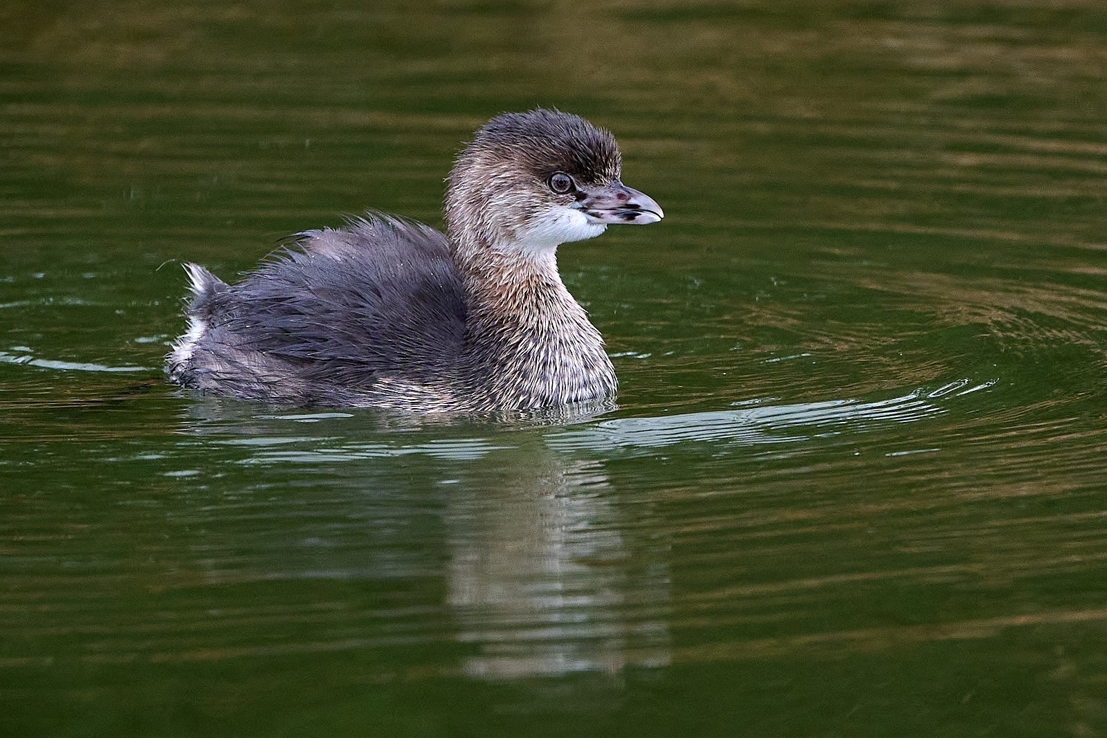 Pied-billed Grebe juvenile
