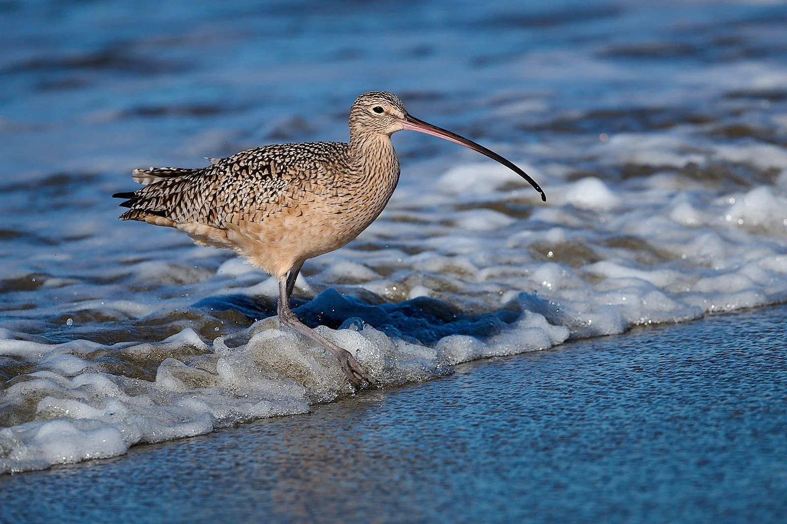 Long-billed Curlew