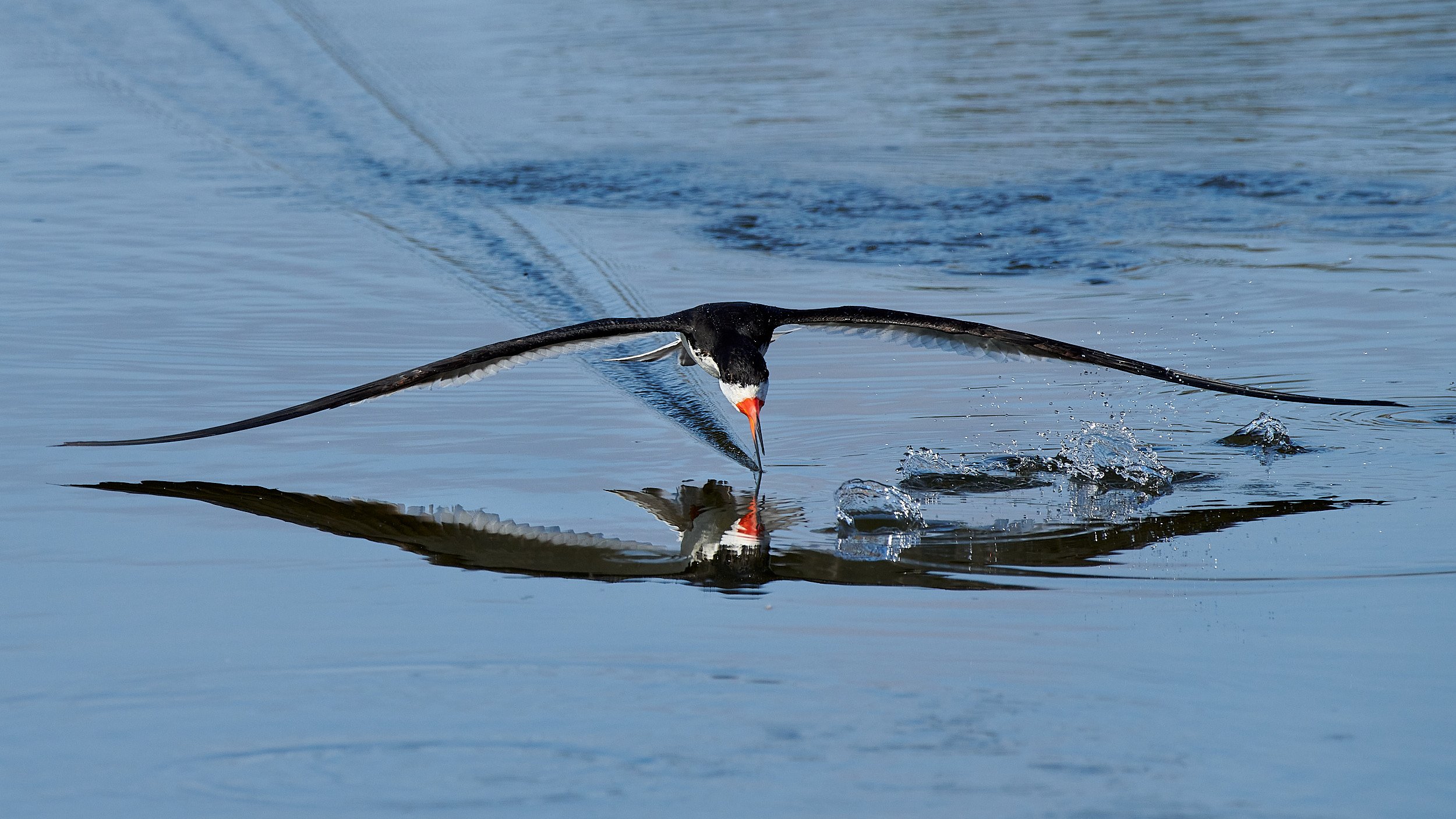 Black Skimmer