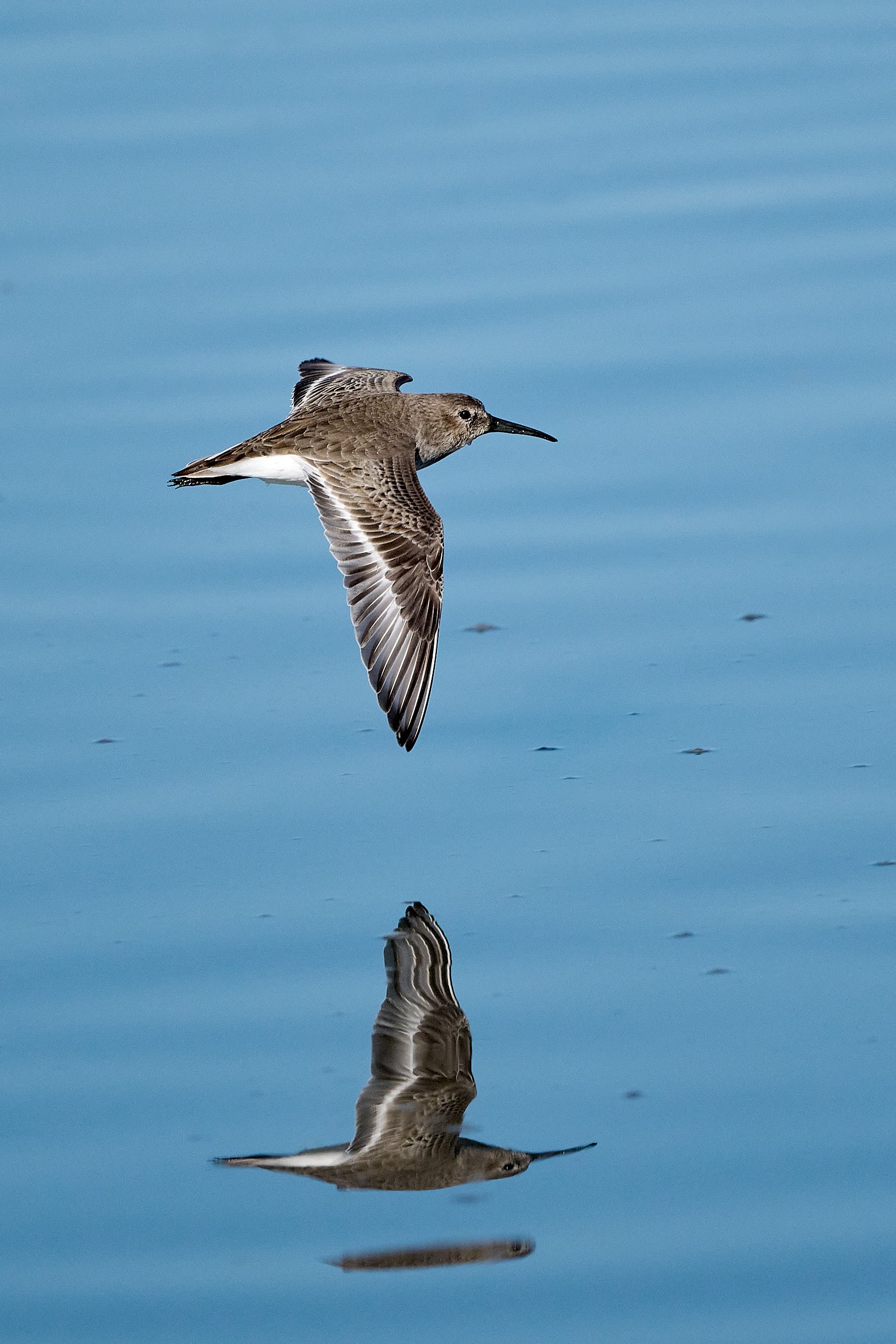 Dunlin