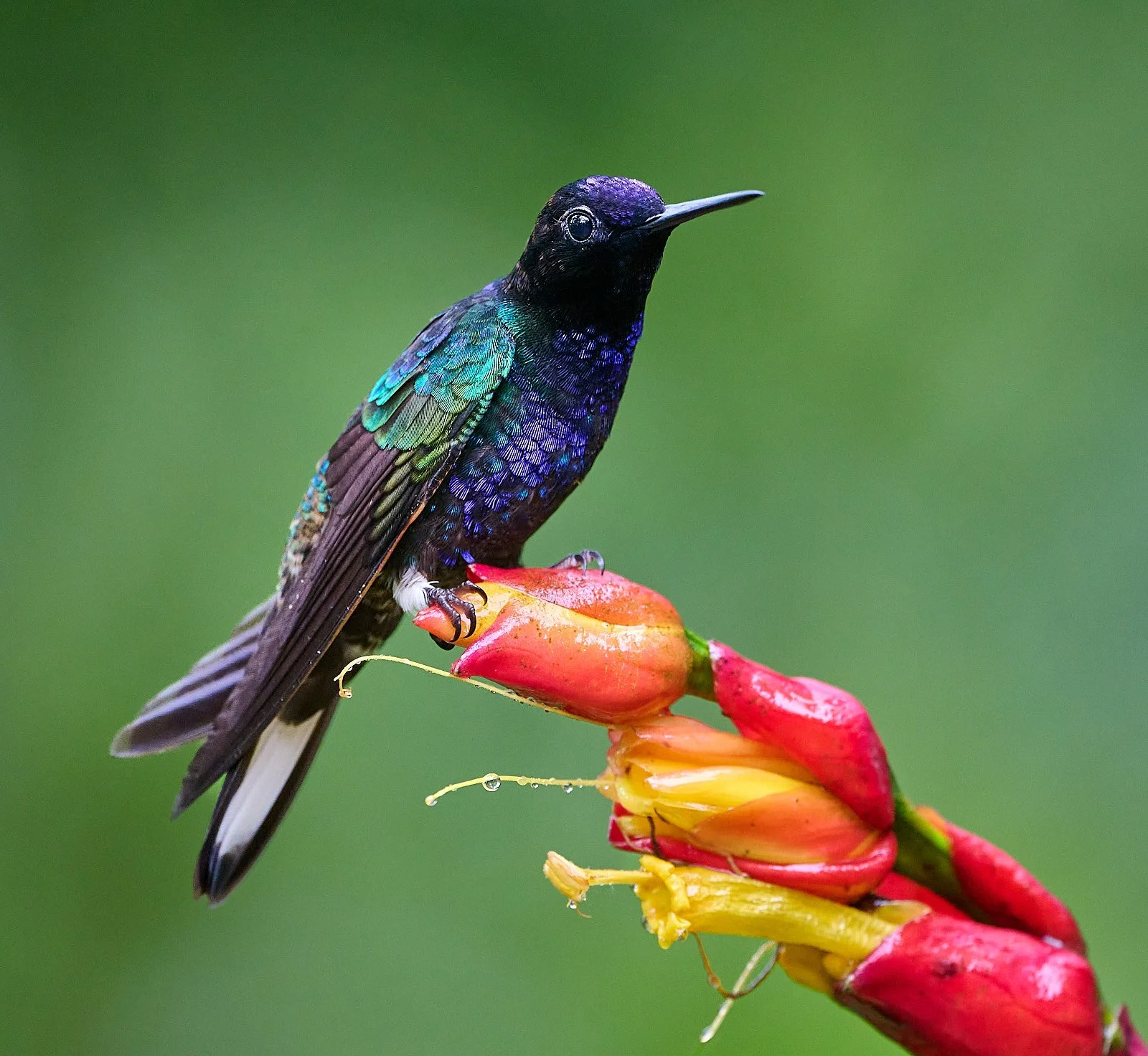 Velvet-purple Coronet