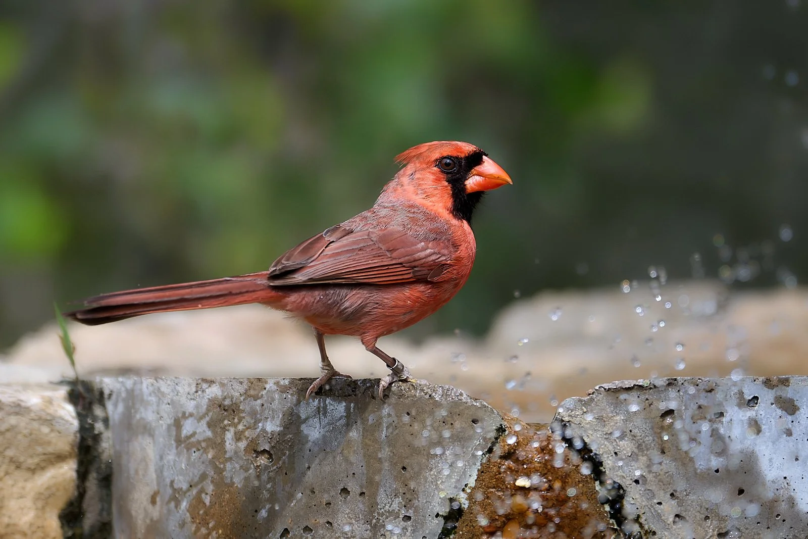 Northern Cardinal