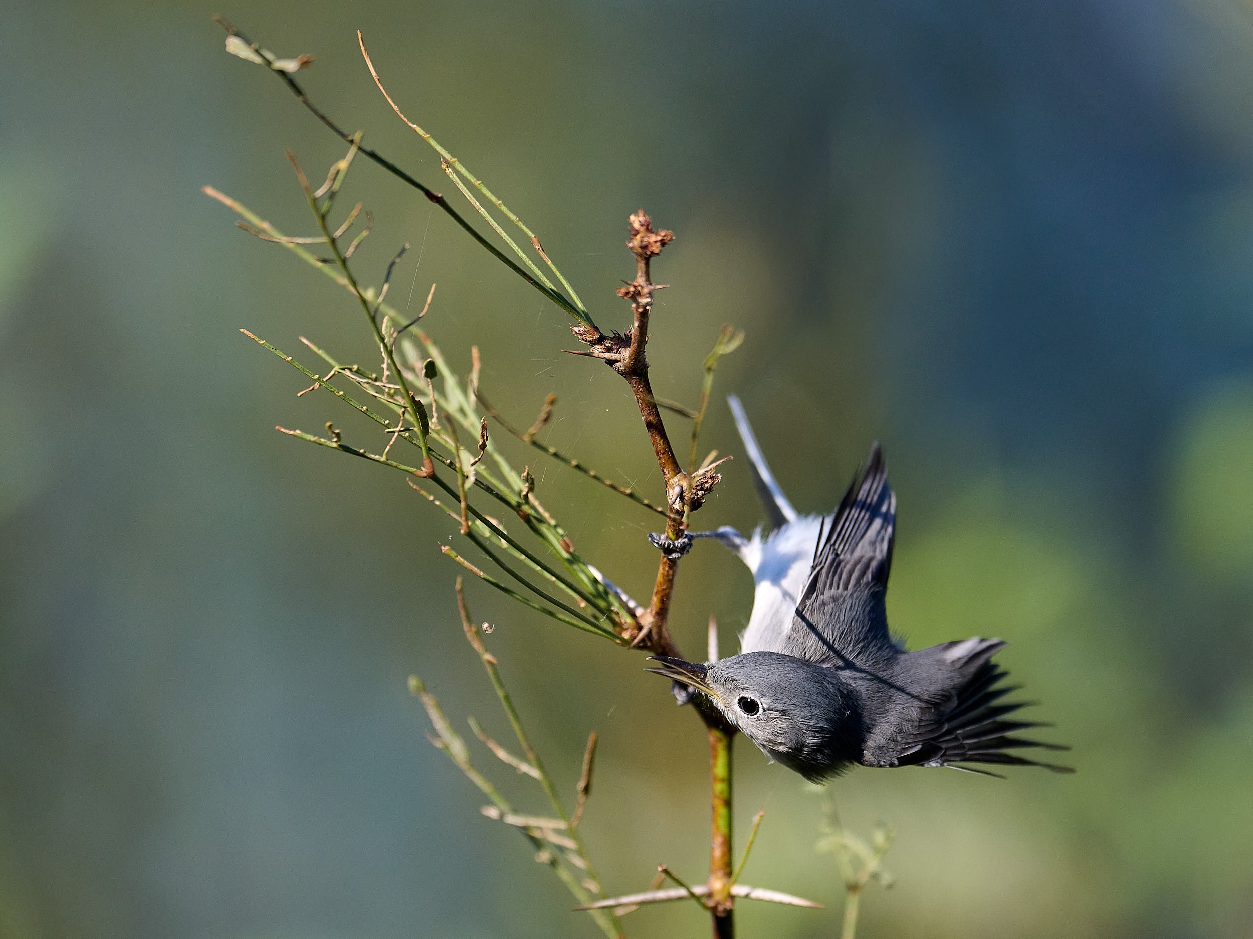 Blue-gray Gnatcatcher