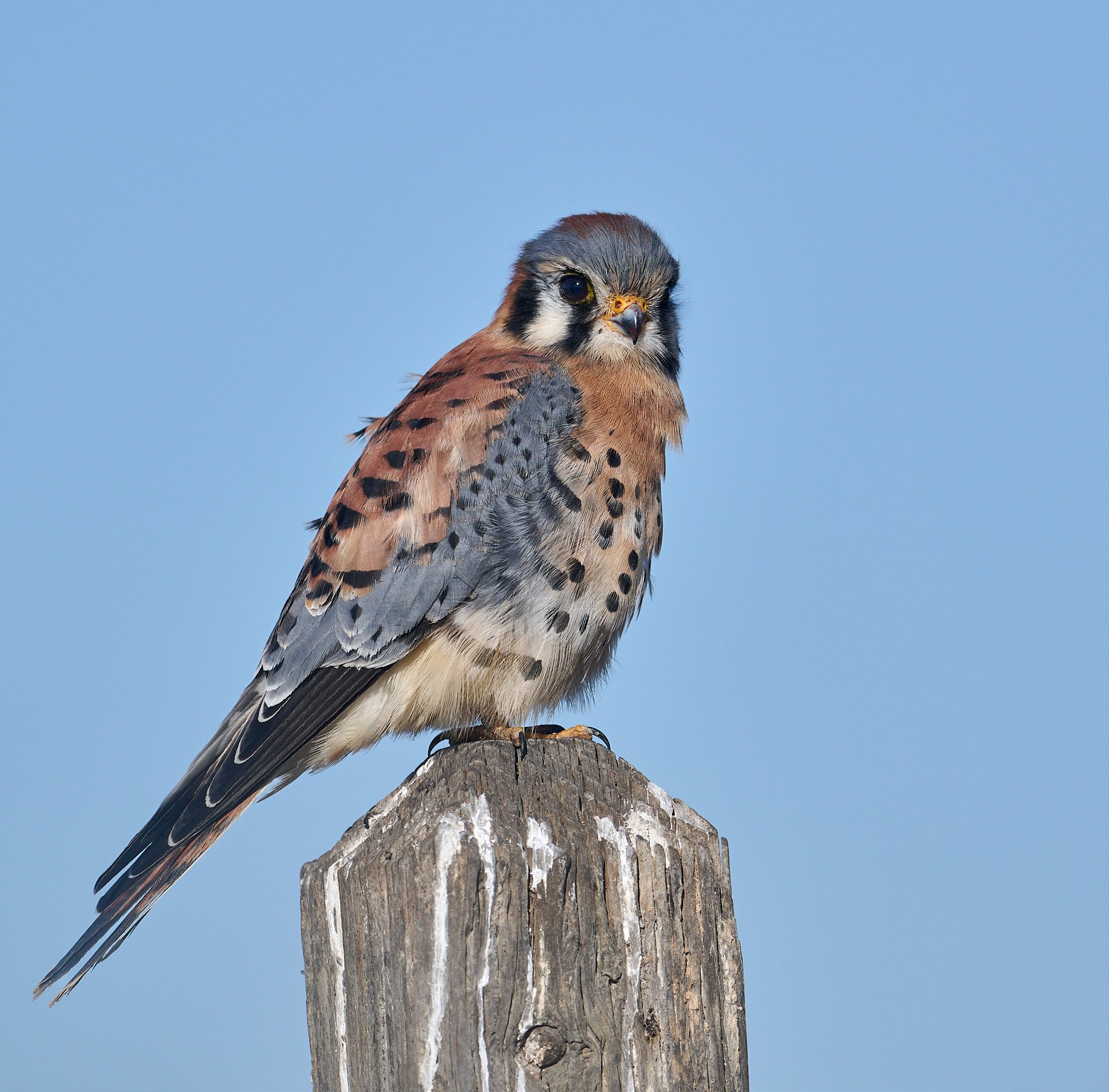 American Kestrel