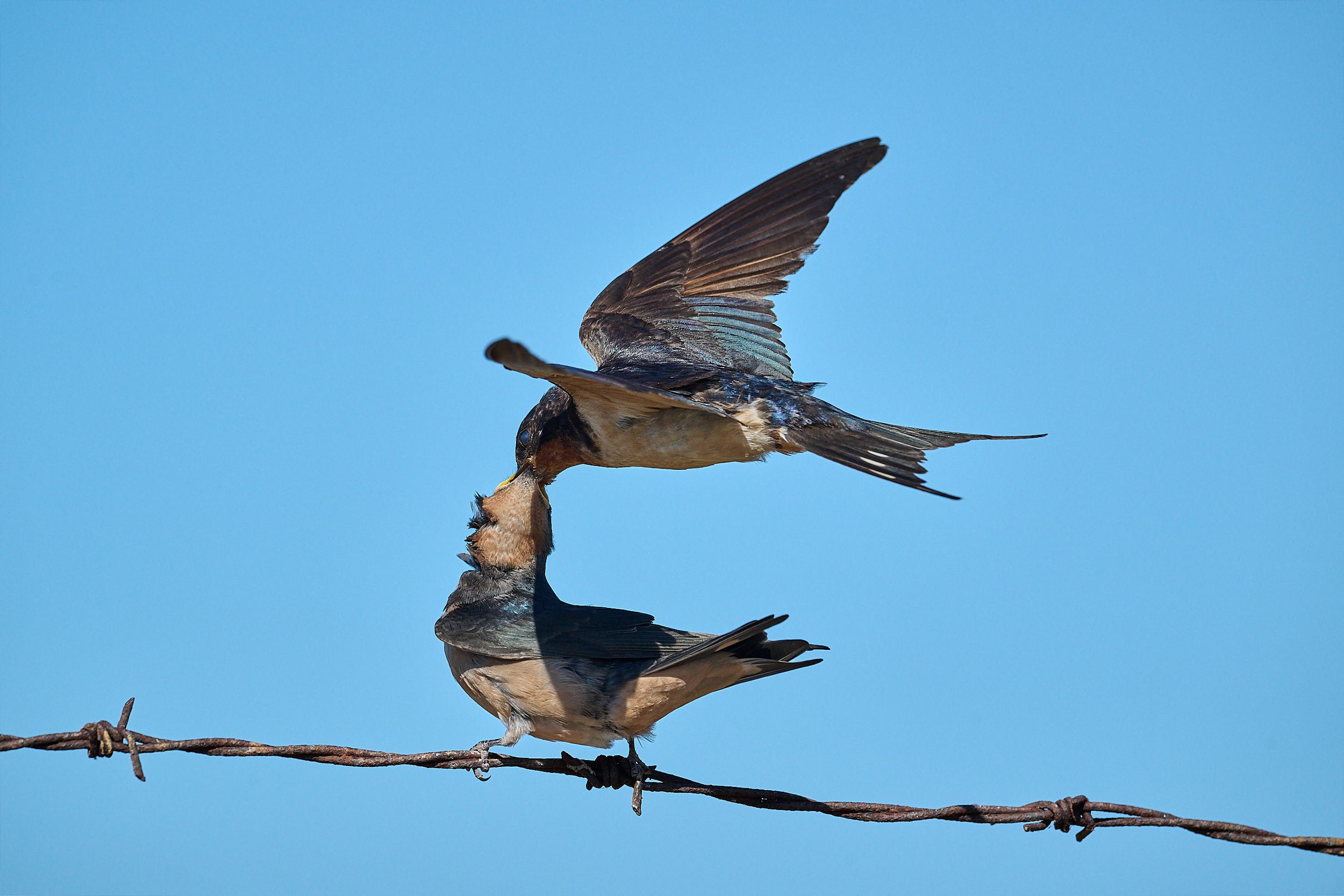 Barn Swallow