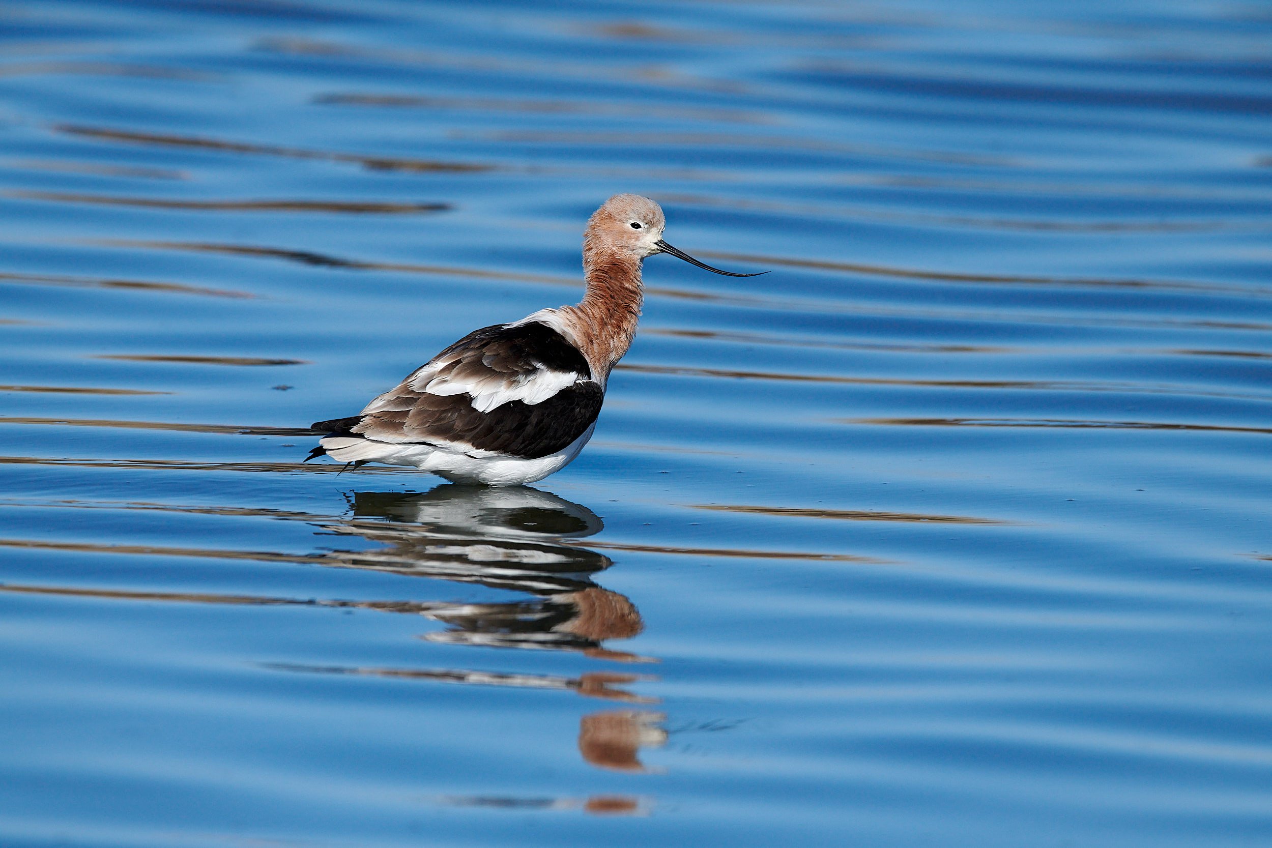 Avocet