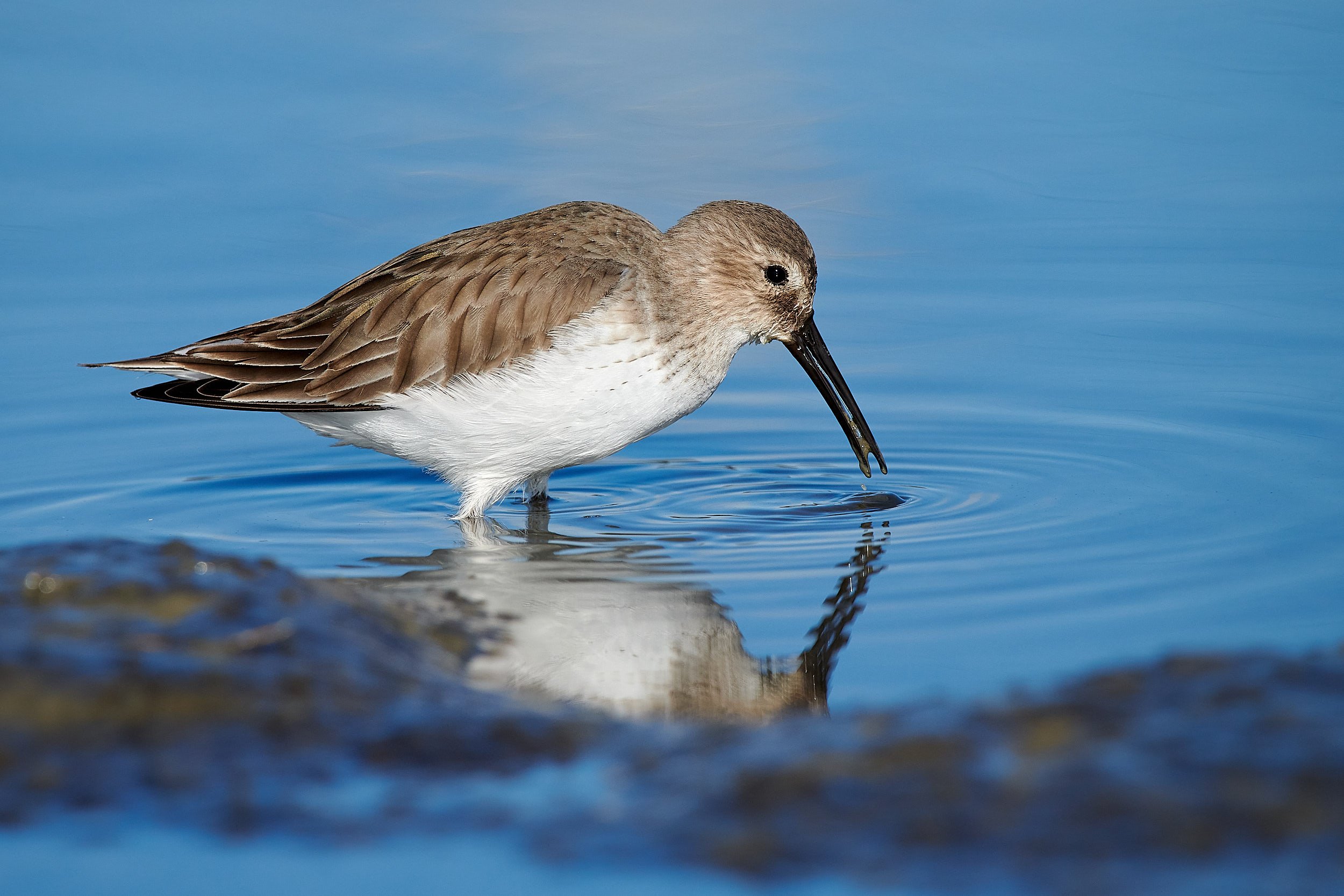 Dunlin