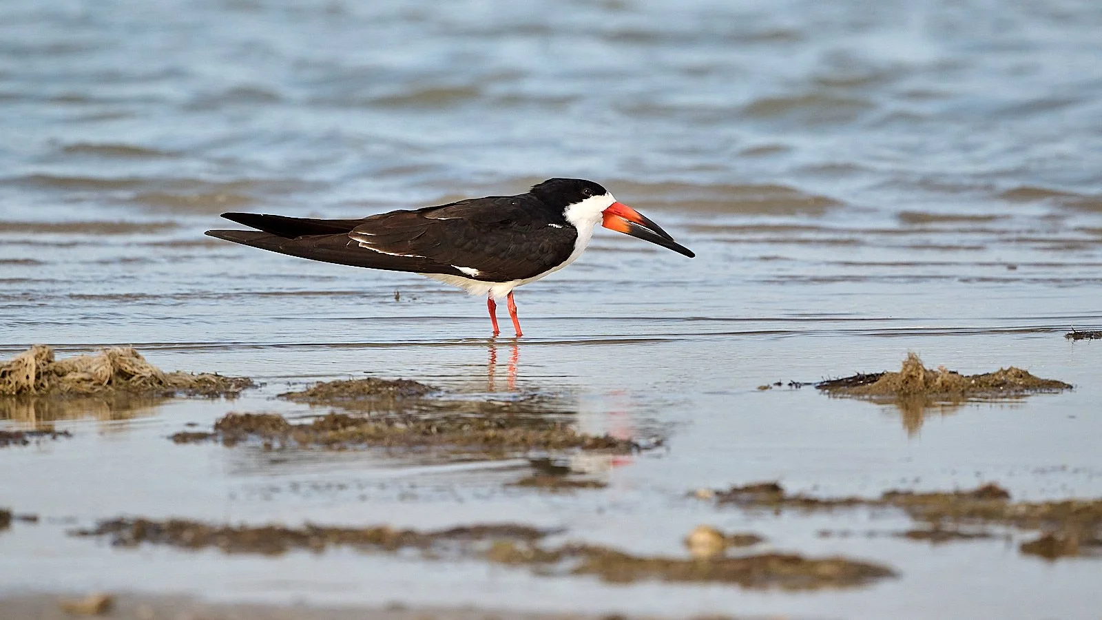 Black Skimmer at Gulf coast, Texas