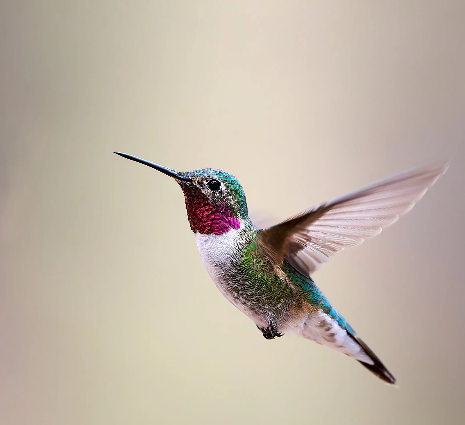 Broad-tailed Hummingbird