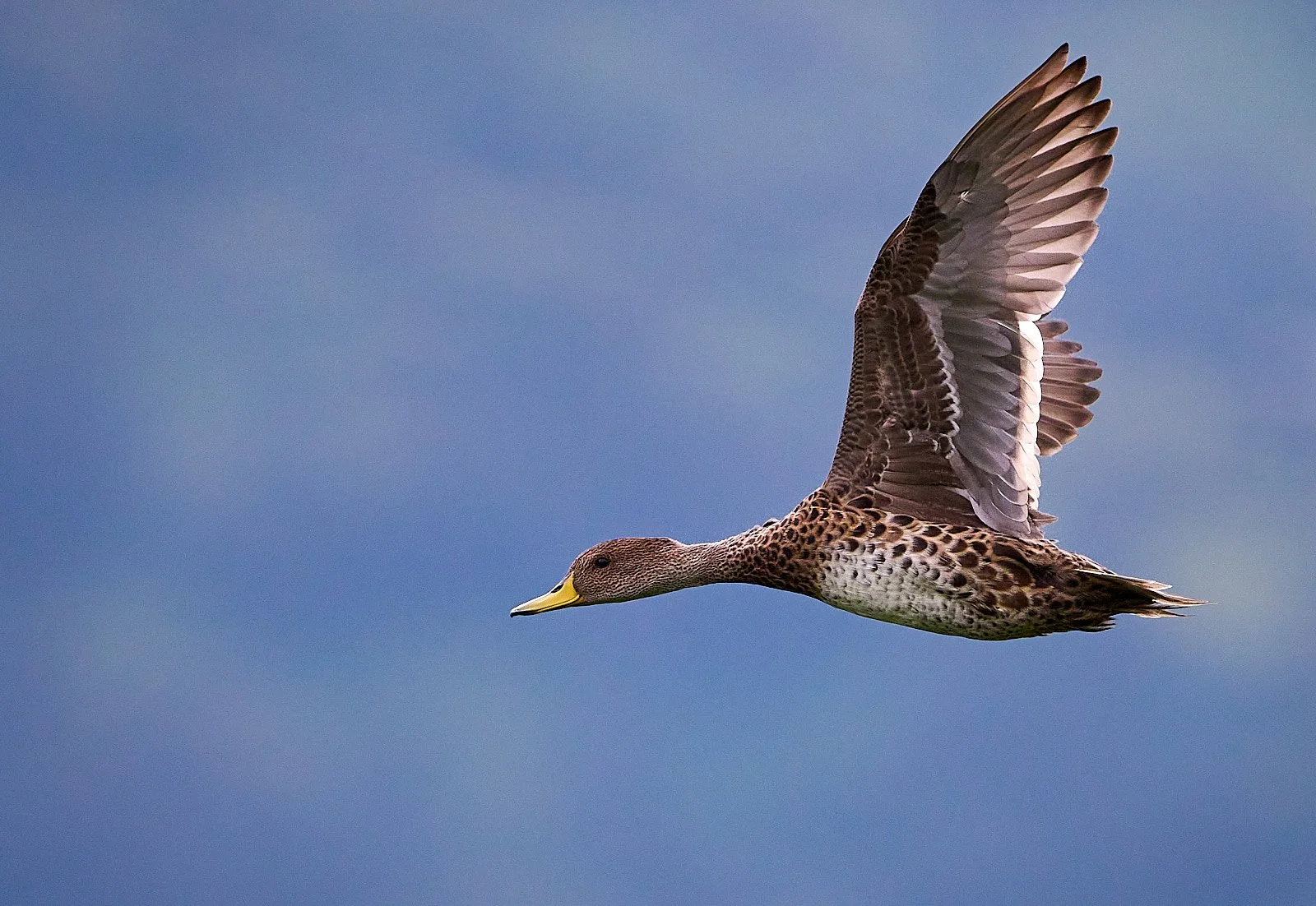 Yellow-billed Pintail
