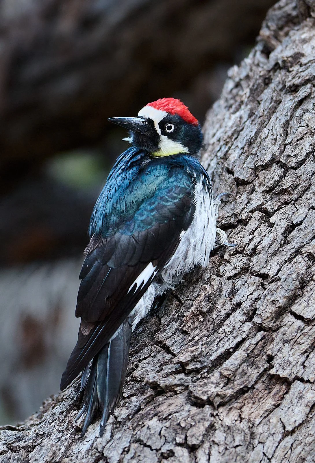 Acorn Woodpecker