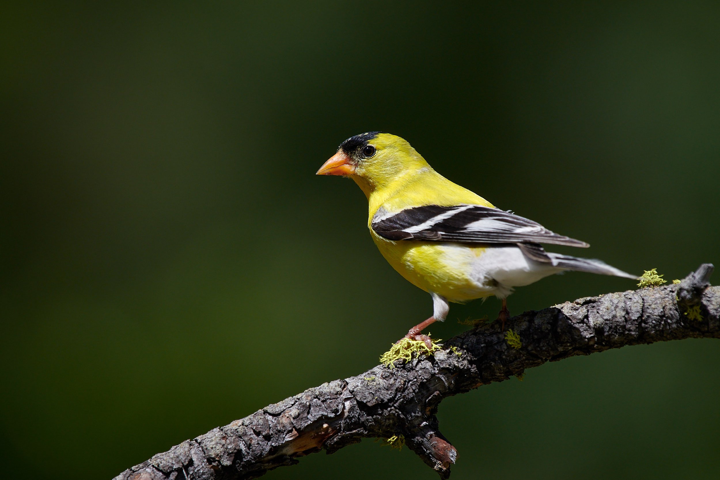 American Goldfinch