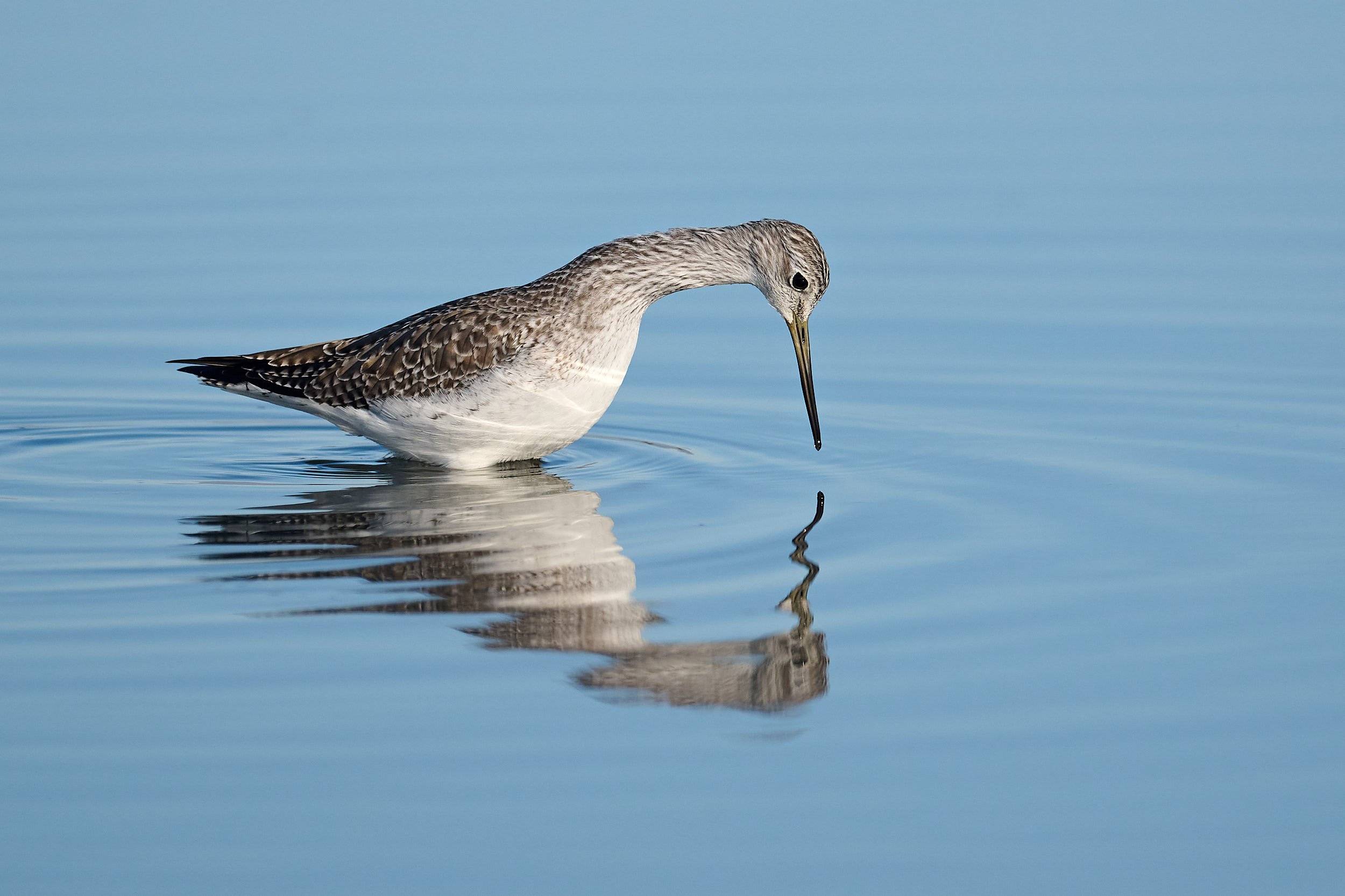 Lesser Yellowlegs